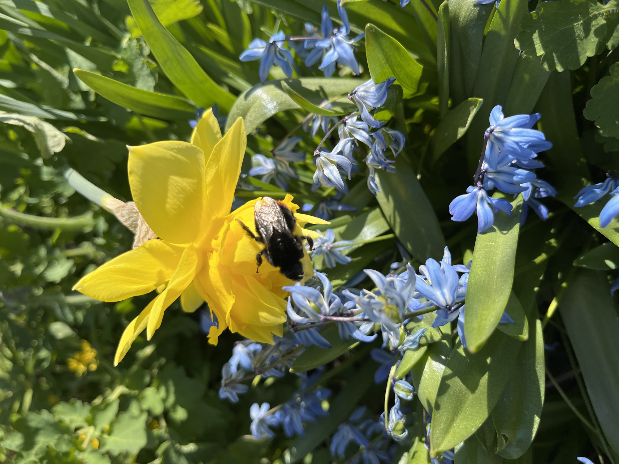 In Chaikovsky, Russia, a bumblebee is observed on a yellow daffodil flower, situated near blue squill flowers. The scene is set in a garden environment, with various green plants visible in the background. The image captures a close-up view of the flora and fauna, highlighting the bee's interaction with the daffodil.