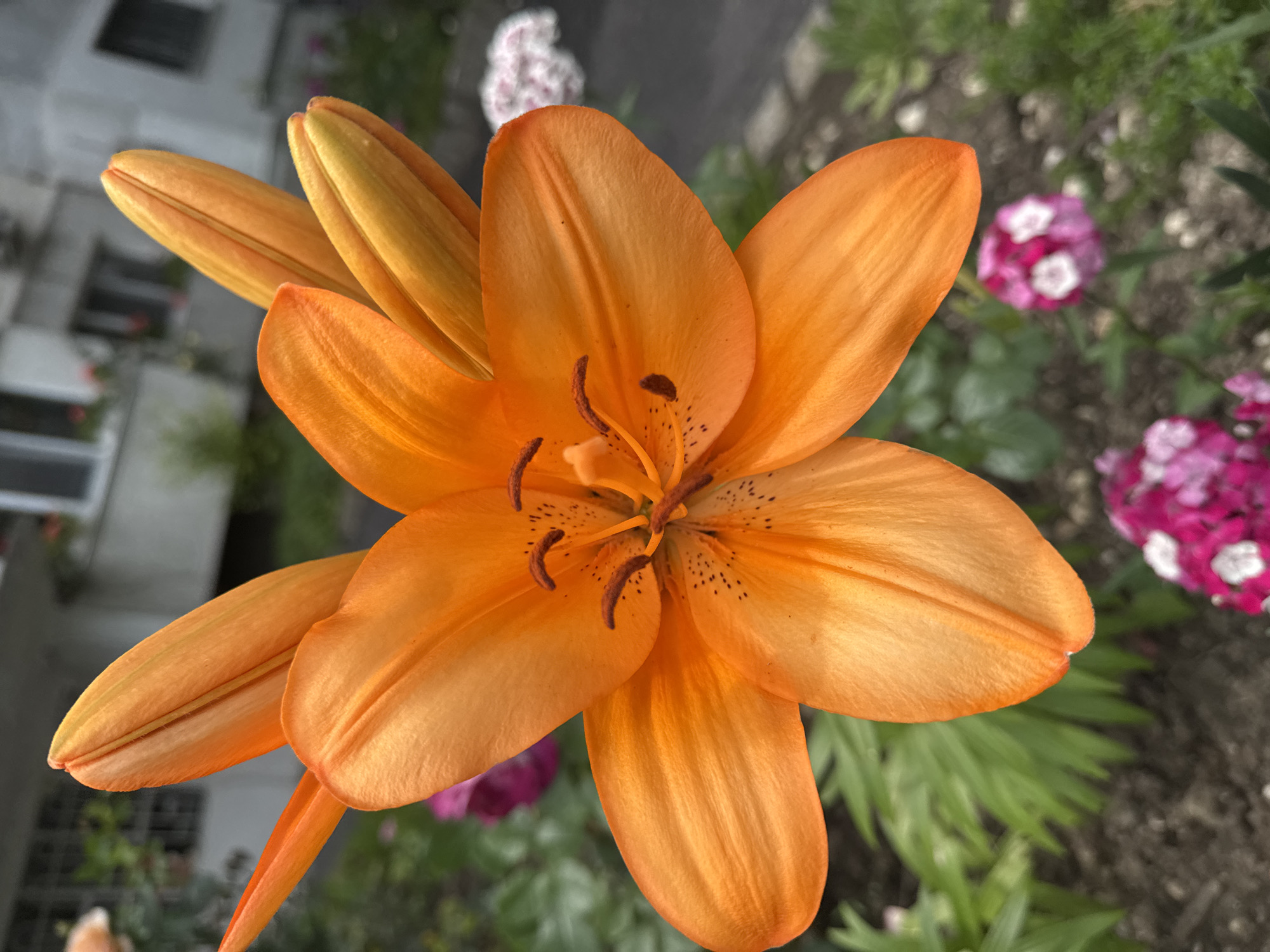 An extreme close-up shot of a vibrant orange lily flower in full bloom dominates the foreground. The flower's petals are delicate and slightly unfurled, revealing its stamens tipped with dark brown anthers. Several unopened lily buds, also orange with hints of yellow, are visible surrounding the main bloom. In the blurred background, a building with light-colored siding and multiple windows is partially visible, suggesting an urban setting. Green foliage and smaller, out-of-focus pink and white flowers are scattered around the base of the lily. The image appears to be taken outdoors, likely in a garden or park within the city of Varna, Bulgaria. There are no people or animals visible in the frame.