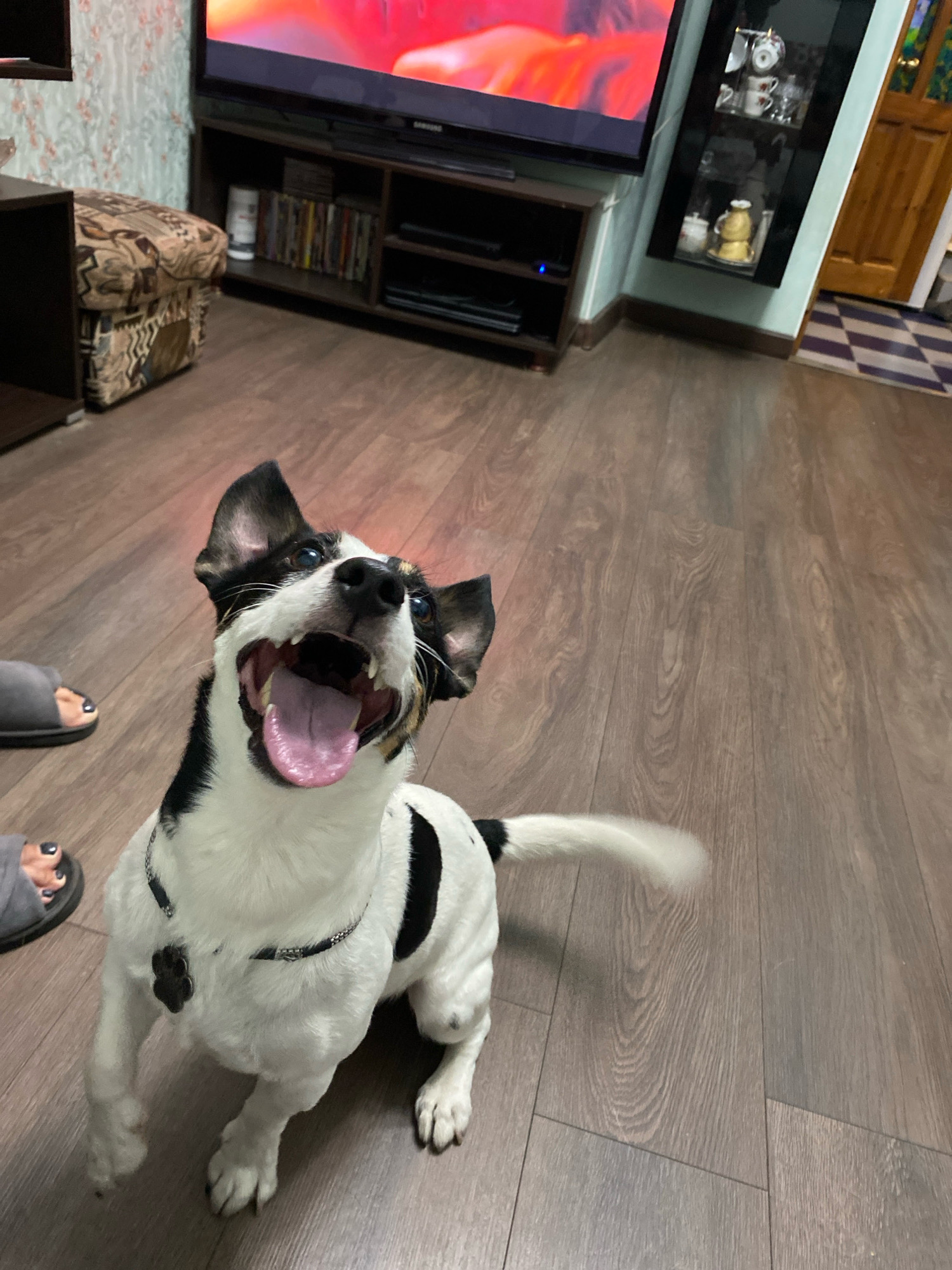 An excited Jack Russell Terrier dog, with black and white markings, sits on a dark wood-grain laminate floor in a living room. The dog has its mouth wide open, tongue out, and ears perked. A black paw-print-shaped dog tag hangs from its collar. In the background, a large television screen displays a vibrant, abstract image. To the left of the TV is a wooden media console with shelves holding DVDs. Further to the left, a patterned ottoman sits near a corner with a dark shelf unit. To the right of the TV, a tall, narrow glass display cabinet contains various ceramic items. A wooden door with a frosted glass panel is visible in the far right background, along with a portion of a checkered mat. Two grey open-toe slippers are placed on the floor near the dog's front paws. The scene suggests an indoor domestic setting, possibly in Novorossiysk, Russia, given the context of the request.