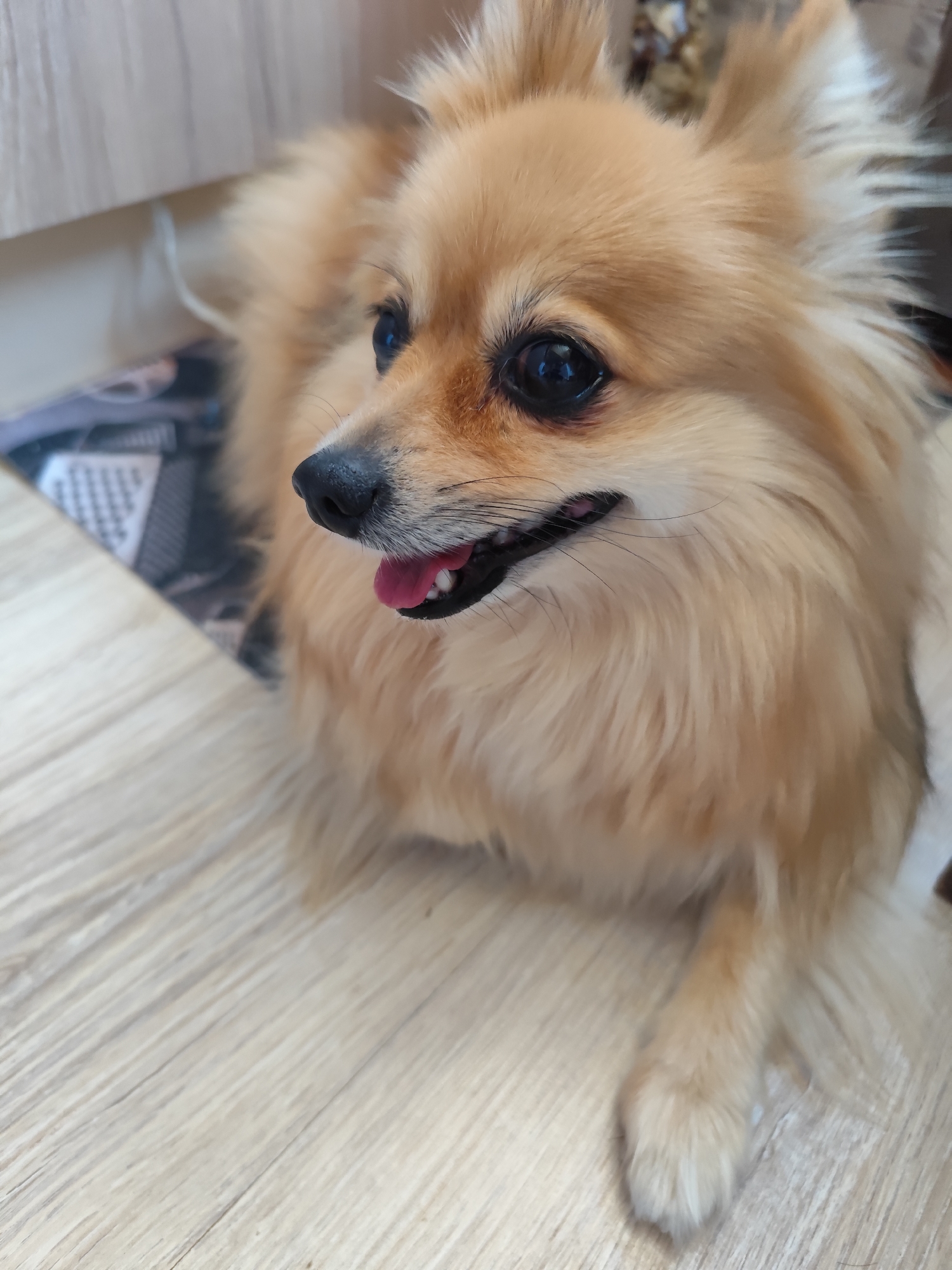 An orange Pomeranian dog is lying on a wooden floor. The dog has its mouth open, with its pink tongue visible. The dog is looking to the left of the frame. In the background, there is a piece of furniture and a patterned mat. The scene is indoors, and the lighting appears to be natural.