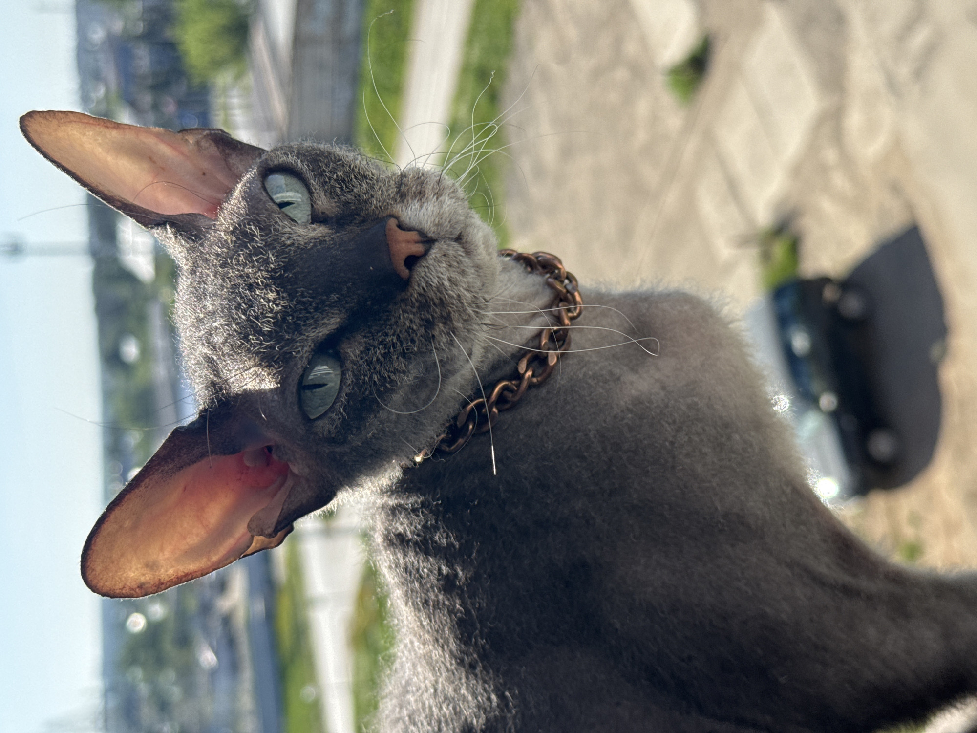 A grey cat with large ears and green eyes is wearing a bronze-colored chain collar. The cat is angled in the frame, looking upwards and slightly to the left. The background shows an urban environment, with greenery and buildings visible through a window. A dark colored SUV is visible in the background, out of focus. The scene is brightly lit. The location is Zav'yalovo, Russia.