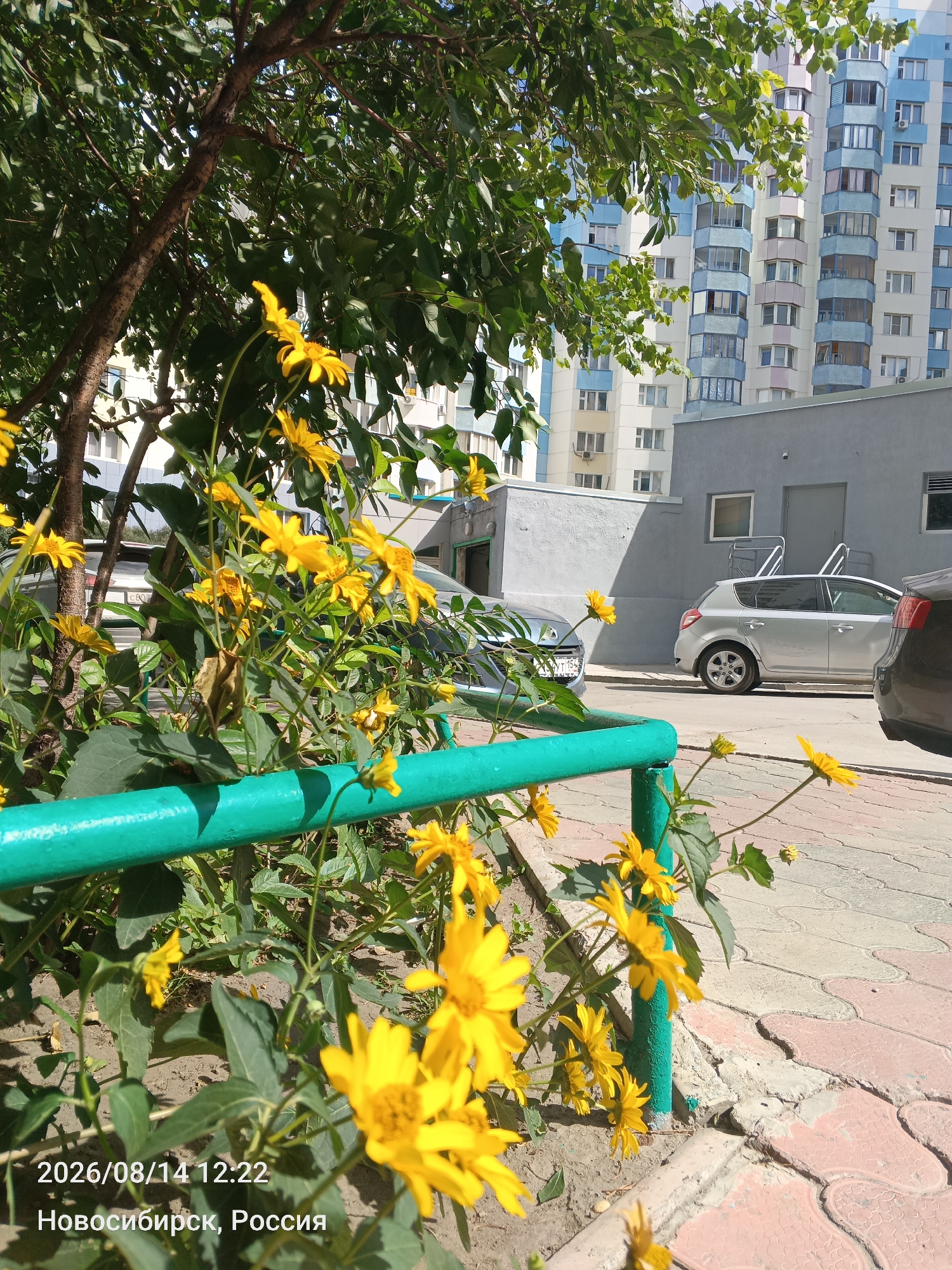 In Novosibirsk, Russia, a sunny daytime scene unfolds with a focus on vibrant yellow flowers in the foreground, which are partially obscured by a bright green metal fence. Behind the flowers, a grey building stands, and beyond that, a tall, multi-story apartment building with light blue and white facades is visible. Several cars are parked in the area, including a silver hatchback and the rear of a dark-colored car. The ground is paved with decorative light-colored tiles. A tree with green leaves is positioned to the left of the frame, casting shadows. The image is timestamped 2026/08/14 12:22.