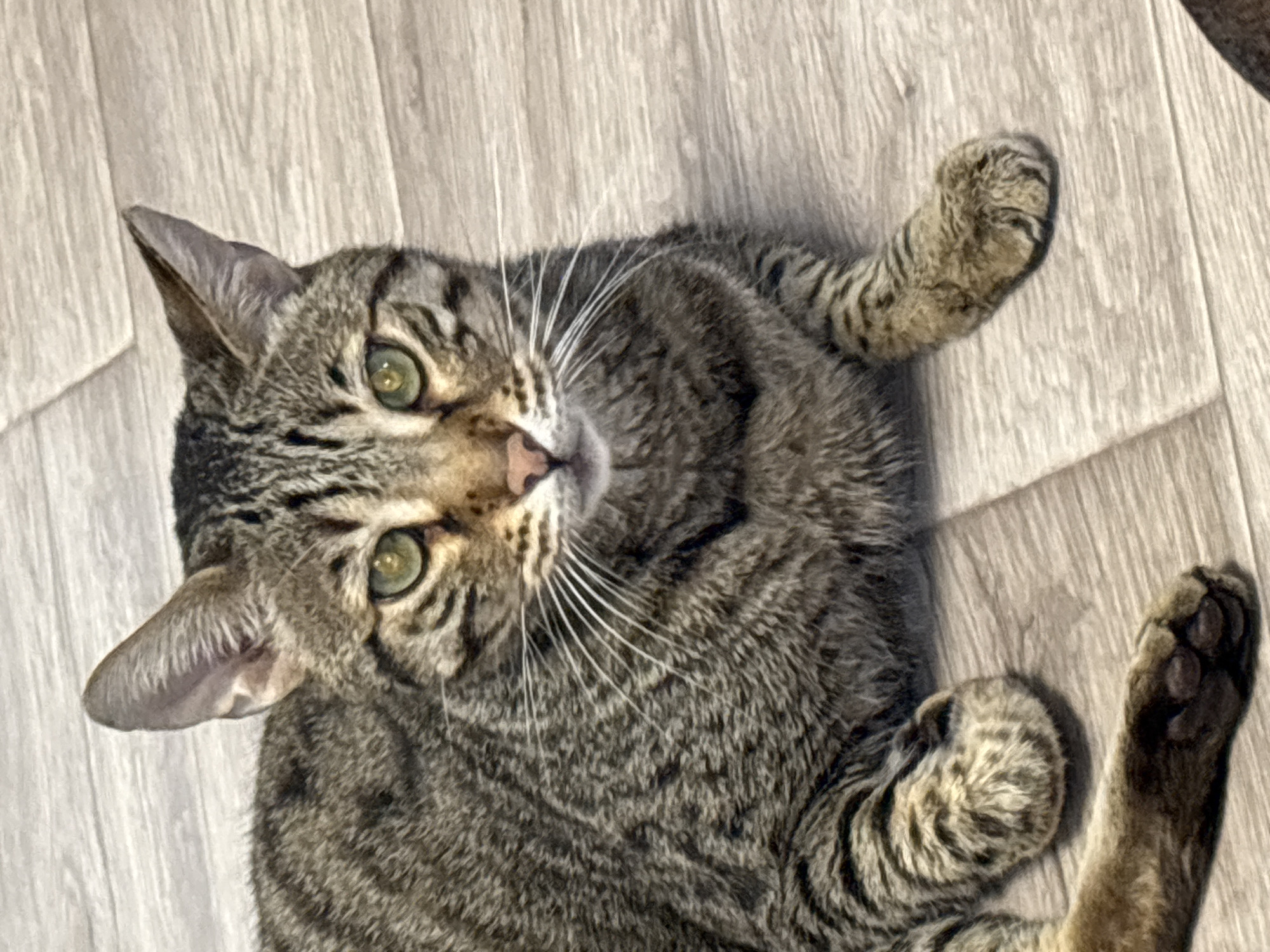 A tabby cat lies on its back on a light-colored wooden floor. The cat has green eyes and is looking up at the camera. Its fur is a mix of brown, black, and gray stripes. The cat's paws are visible, with one paw extended towards the right side of the image. The lighting suggests it is daytime, possibly indoors. The floor has a wood grain pattern. No people or text are visible in the image. The setting appears to be a home or indoor space in Razdolye, Russia.