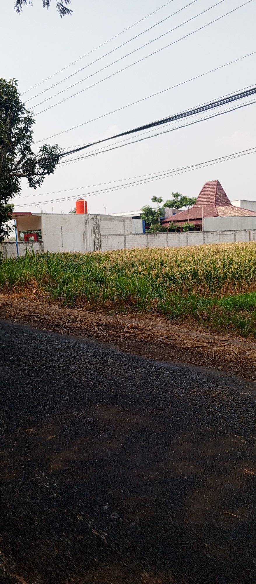 The image depicts a rural or suburban scene, likely in or around Maospati, Indonesia, with a focus on agricultural land and infrastructure. In the foreground, a dark asphalt road is visible, showing signs of wear and tear with cracks and patches. Adjacent to the road is a strip of dry, brown vegetation and soil, transitioning into a lush green field of corn stalks. The corn stalks are tall and appear to be in the early stages of growth or nearing maturity, with some yellowing evident.
Behind the cornfield, a white concrete wall stretches horizontally across the mid-ground, serving as a barrier. On top of this wall, several objects are visible. A bright orange water tank stands prominently on the left side. Further to the right, a building with a distinctive red, pyramidal roof is visible, characteristic of some traditional Indonesian architecture. Scattered trees and smaller buildings are present behind the wall.
Overhead, a network of electrical wires crisscrosses the pale sky. The sky is largely overcast or hazy, suggesting a bright but possibly humid day. A tree with dense foliage is partially visible on the far left, its branches reaching towards the sky and intertwining with the power lines. The overall impression is one of a functional landscape where agriculture and infrastructure coexist.