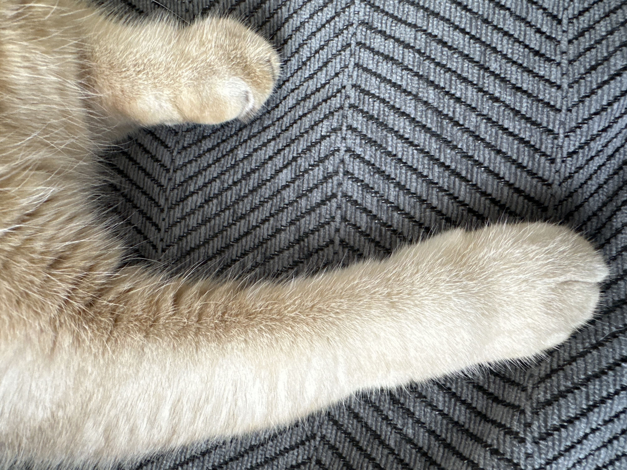 The image shows a close-up of a cat's paw and front leg resting on a gray herringbone-patterned surface. The paw and leg are light beige and white. The herringbone pattern is dark gray with thin black lines. Location: Unknown, Unknown.