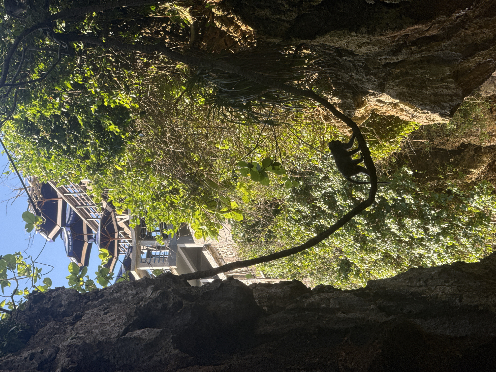 This upward-angled photograph captures a dynamic blend of nature and human presence, likely taken from within a cave or beneath a rock overhang. The foreground is dominated by dark, rugged rock formations, which frame the bottom and sides of the image, suggesting a low vantage point.
Above the rocks, a dense canopy of lush green foliage and tree branches fills the midground, brilliantly illuminated by bright sunlight that filters through the leaves. On the right side of the image, a monkey is visible in silhouette, clinging to a thick, curving vine or branch, showcasing its natural dexterity.
In the upper left background, against a clear blue sky, a multi-story building with multiple balconies and railings can be seen. Attached to this structure are several large, dark blue parasols or umbrellas. Visible white text on one of these umbrellas partially reads "THE WELL OVE" and "TIME WELL SPENT," suggesting a commercial establishment like a restaurant or bar.
The bright sunlight and clear sky indicate a daytime setting. The scene combines natural elements like tropical foliage, rock formations, and wildlife with human infrastructure, characteristic of the Kuta Selatan region in Indonesia.