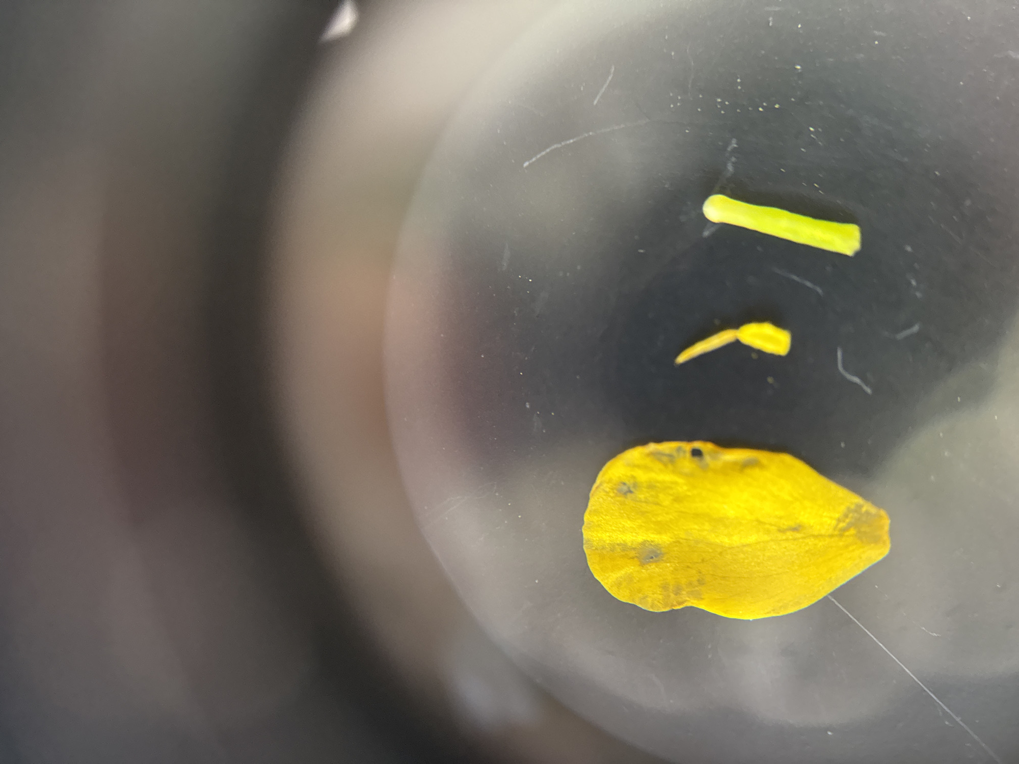 The image shows a close-up view of plant matter on a dark, possibly plastic surface. In the upper right, there is a short, light-green segment of a stem or similar plant part. Below that, there is a smaller yellow portion, perhaps a fragmented petal or another piece of flower. A larger, slightly crumpled yellow petal occupies the lower portion of the frame. The background is a blurry gradient of grays and blacks. No people are visible. There is no verifiable information in the image that would indicate it was taken in the city of Chaikovsky, Russia.