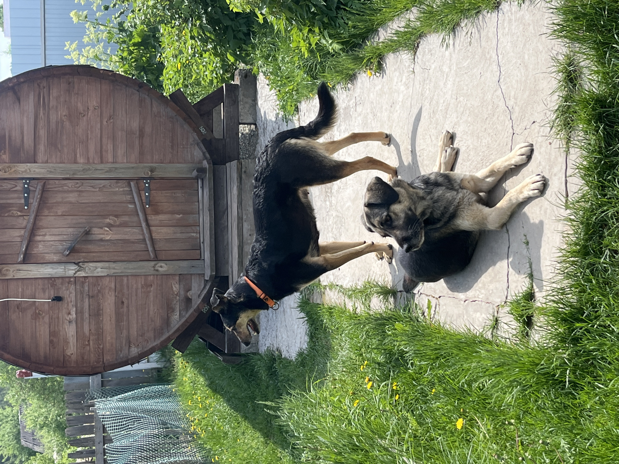 Two dogs are interacting on a paved surface in an outdoor setting with lush green grass and plants. A large wooden structure resembling a barrel is visible in the background. One dog is standing over the other, with its front paws on or near the recumbent dog. The standing dog is wearing an orange collar. The image shows a sunny day. The location cannot be identified as Nizhny Tagil, Russia.