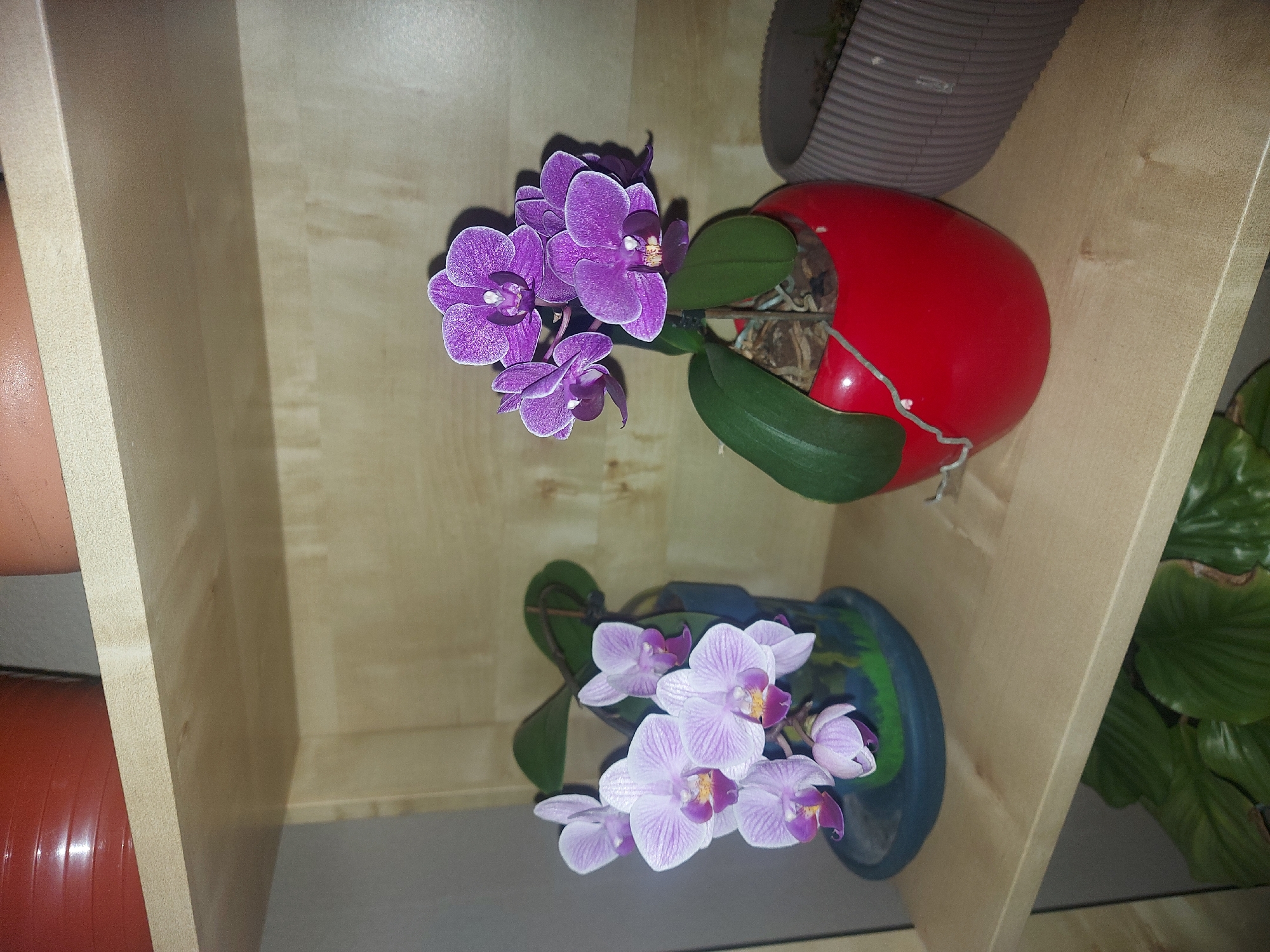 This image shows a still life of two potted orchids, taken indoors on a light brown wooden shelf. The shelf is part of a multi-tiered structure, with glimpses of other potted plants visible on adjacent shelves. One orchid, in a red pot, has vibrant purple flowers and dark green leaves. The other, in a blue-green pot, features white and light purple striped petals with purple centers. The lighting in the scene is soft, suggesting indirect illumination. Given the provided information, it's implied that the scene is located somewhere in Figueira da Foz, Portugal. There are no people visible in the image.