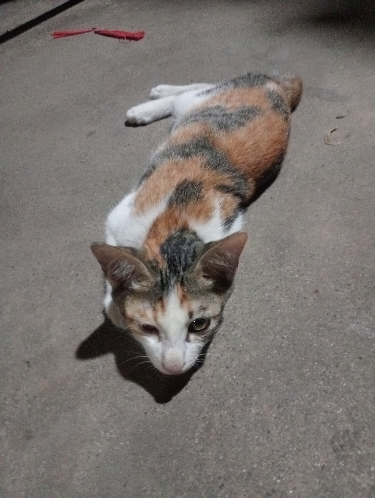A calico cat lies on a grey paved surface, possibly asphalt or concrete, outdoors at night. The cat is oriented with its head towards the bottom of the frame and its body extending upwards and to the right. Its fur displays patches of white, orange, and dark grey or black. One of the cat's eyes appears partially closed or swollen. The background is dark and indistinct, with the exception of a shadow cast by an unseen object on the upper left portion of the image. In the upper left quadrant, a small, bright red object, possibly a piece of fabric or twine, is visible on the ground. The overall lighting suggests an artificial light source. There are no people or other animals visible in the image. The scene is consistent with an outdoor urban environment, potentially a street or courtyard in Kota Negara Timur, Indonesia.