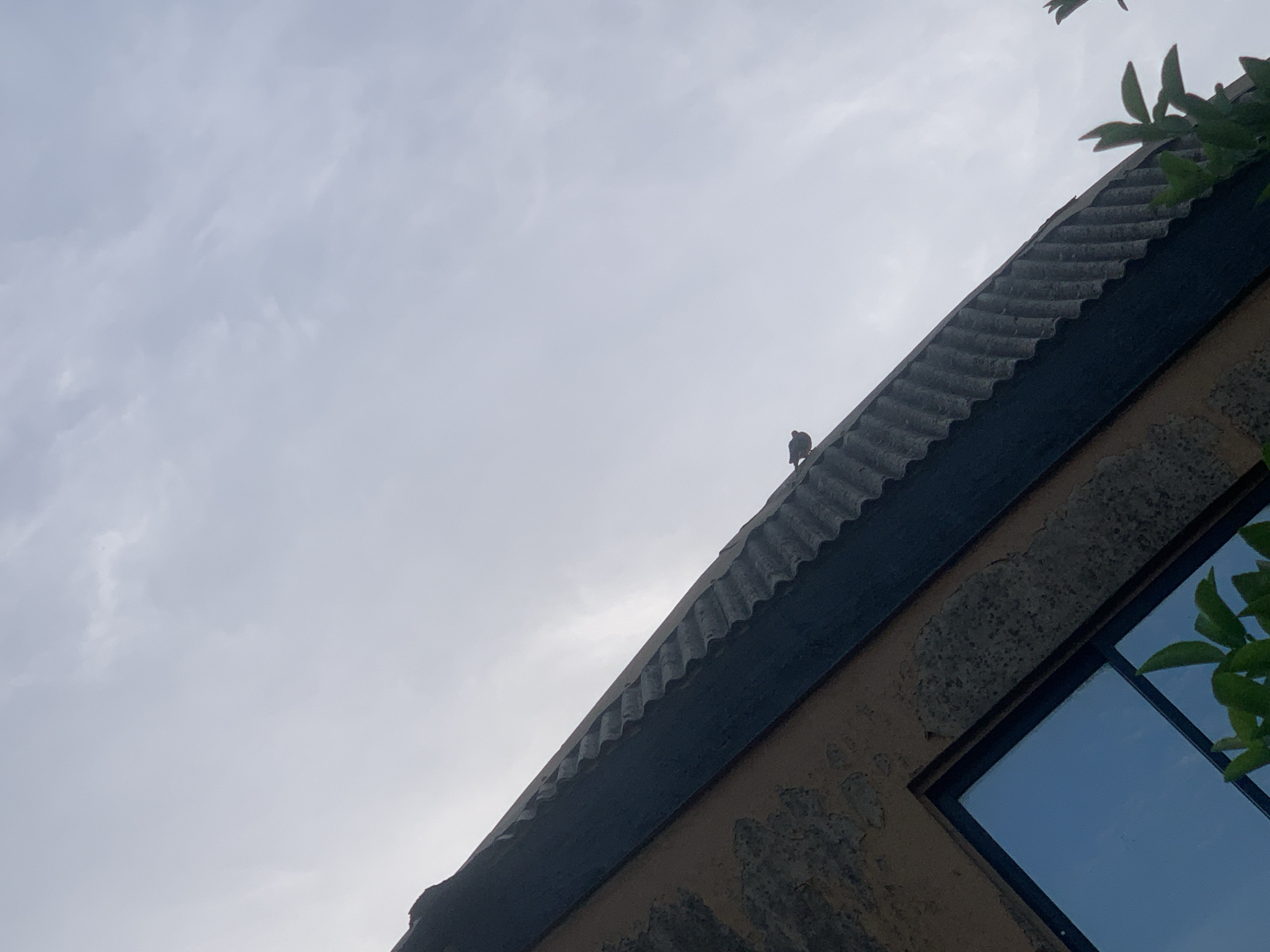 The image depicts a section of a building in Ikorodu, Nigeria, viewed from a low angle. The sky is overcast. The building has a corrugated roof with a dark trim. The wall appears aged with visible weathering. A window with a black frame is present. There is a bird perched on the roof. Foliage is visible in the upper right corner of the frame.