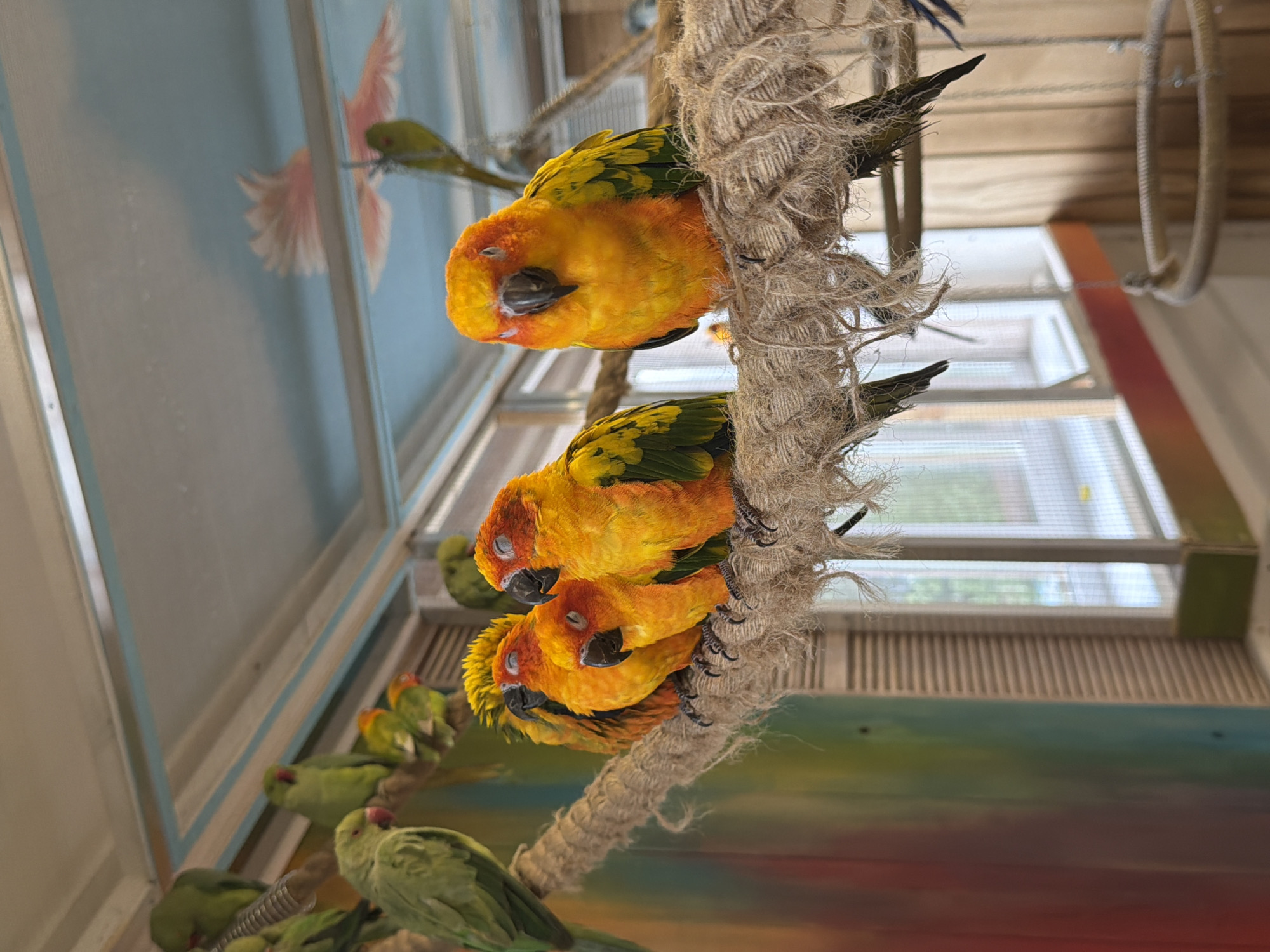 The image shows three orange and yellow parrots perched on a thick, rope-like structure with frayed edges. The parrots appear to be sleeping, with their eyes closed. They are stacked vertically on the rope, each nestled against the one below. A window with blinds is visible in the background. There is also a painting or mural of a pink cockatoo on a wall in the background. Other green parrots are perched in the lower left quadrant. The location of the image is Yekaterinburg, Russia.
