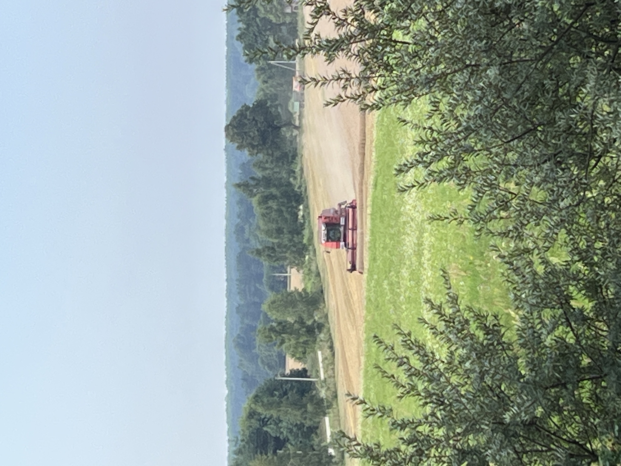 In the city of Norviliškės, Lithuania, a red combine harvester is actively engaged in harvesting a golden field under a hazy, pale blue sky. The combine is positioned in the middle distance, kicking up a visible plume of dust as it works. In the foreground, dark green foliage from bushes partially obstructs the view of a vibrant green field speckled with small white flowers. Beyond the harvesting field, a line of lush green trees forms a dense forest that stretches across the horizon. A few lighter green trees are interspersed among the darker ones. In the far distance, a few faint structures and what appear to be other agricultural vehicles are visible, hinting at the ongoing agricultural activity. The overall scene depicts a rural landscape during harvest season.