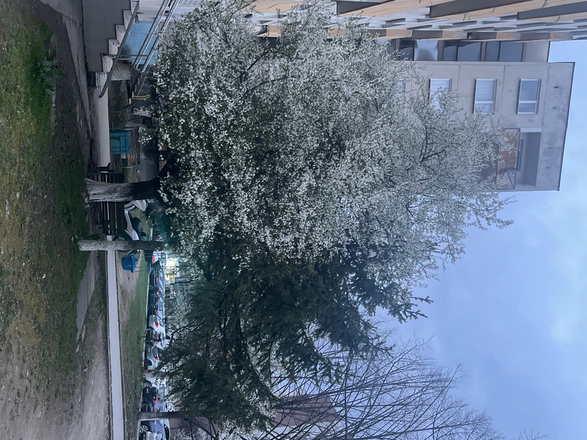 The image shows a street in Sofia, Bulgaria, with a large tree in full bloom, its white flowers contrasting against the backdrop of a tall, concrete apartment building. Cars are parked along the roadside. To the left of the tree is a grassy area and a sidewalk. The sky is overcast. The image appears to have been taken during early spring.