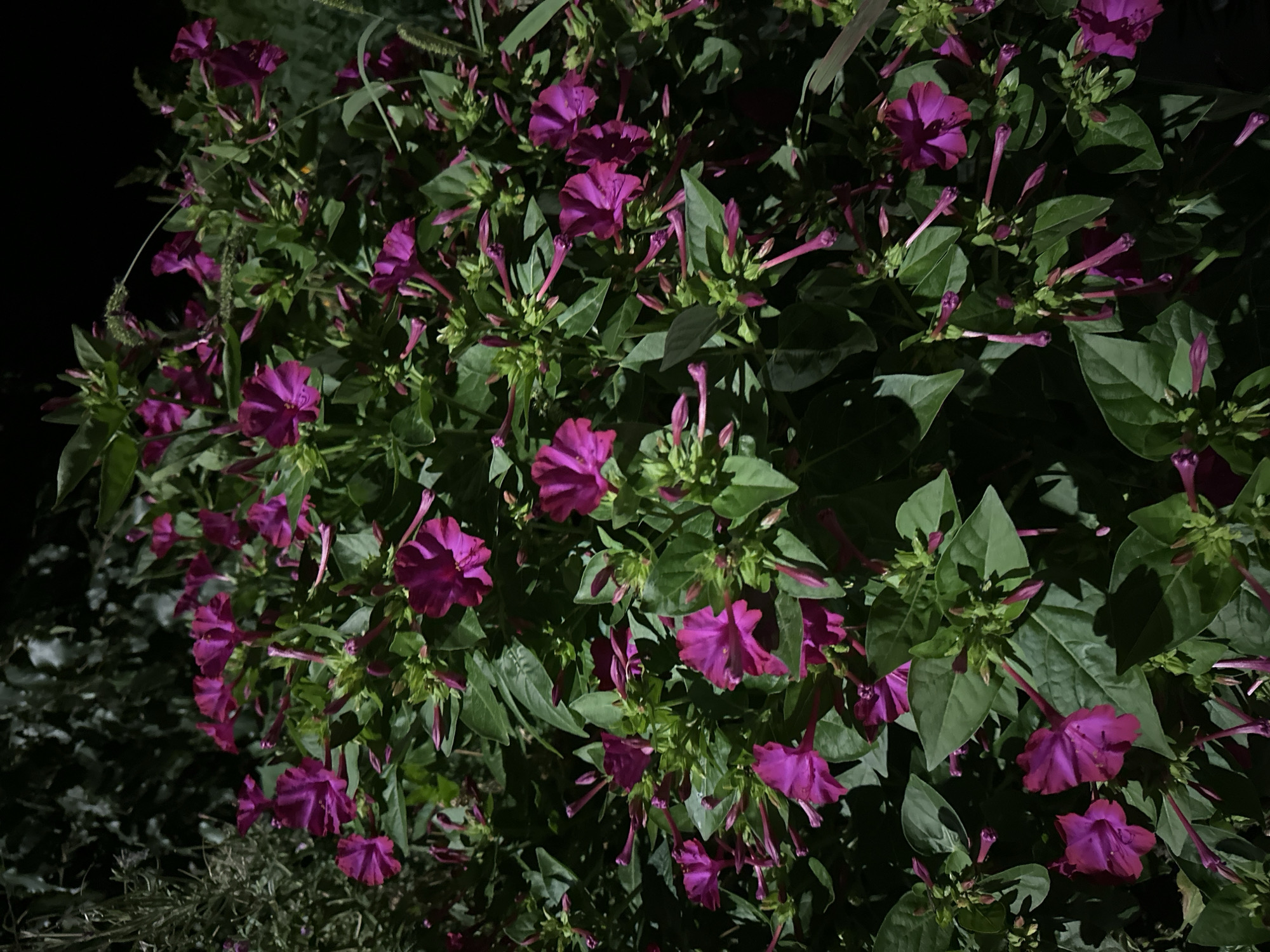 The image displays a dense cluster of flowering plants, specifically four o'clocks (Mirabilis jalapa), with vibrant magenta petals. The flowers are in various stages of bloom, with some fully open and others still in bud form. The foliage is a deep green, providing a rich contrast to the bright flowers. The scene is illuminated by artificial light, creating strong shadows and highlighting the textures of the petals and leaves. The background consists of dark foliage and a dark, indistinct area, suggesting an outdoor setting at night. The image appears to be taken at ground level, looking up slightly into the plant. The location is identified as the city of Nevinnomyssk, Russia.