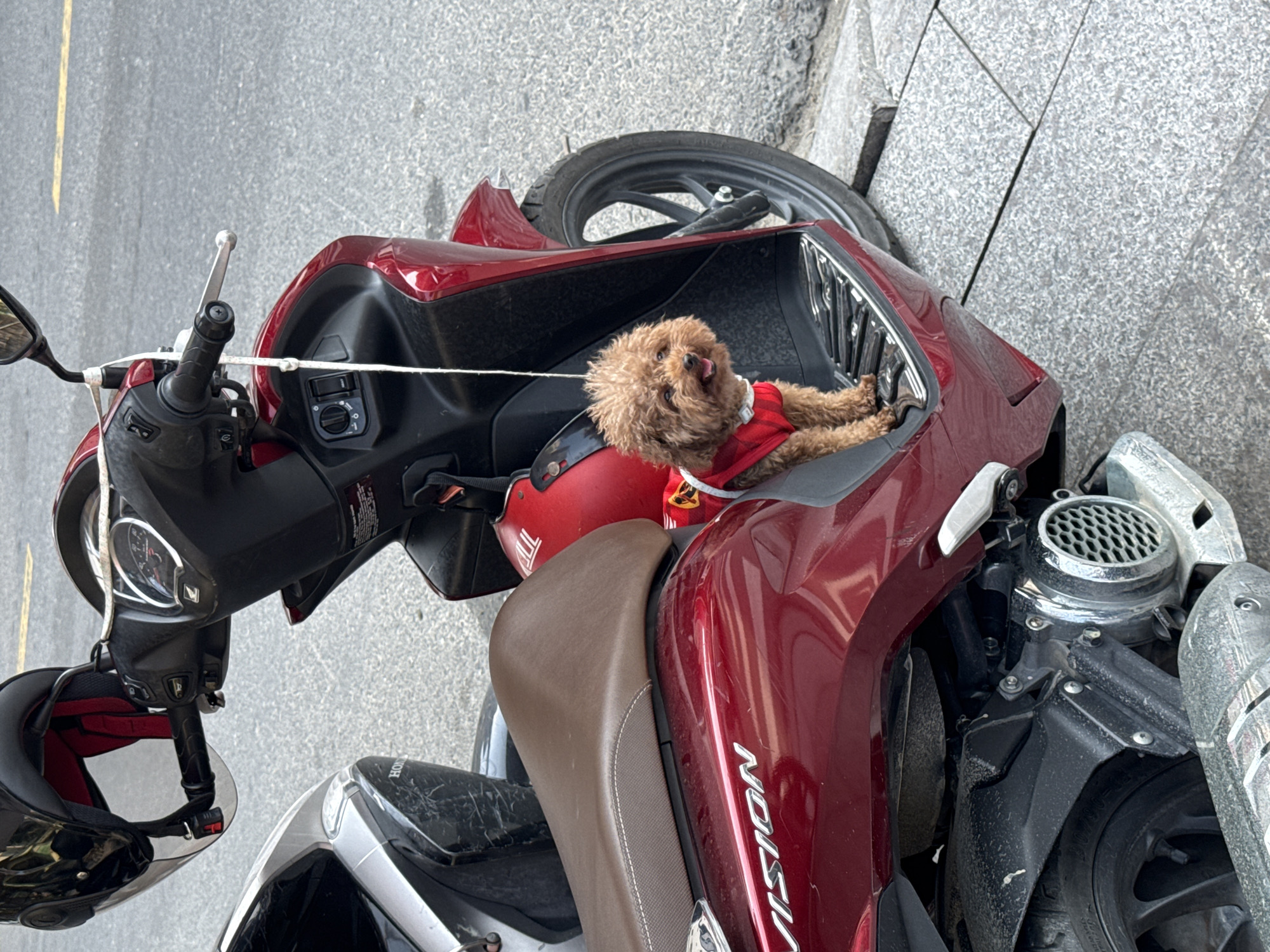 A brown poodle wearing a red sweater rests inside the front storage compartment of a red Honda Vision scooter parked on a city street. The scooter is partially visible, showcasing the seat, engine area, and front wheel. A black helmet hangs from the handlebars. The scooter is located in Đà Nẵng, Vietnam.