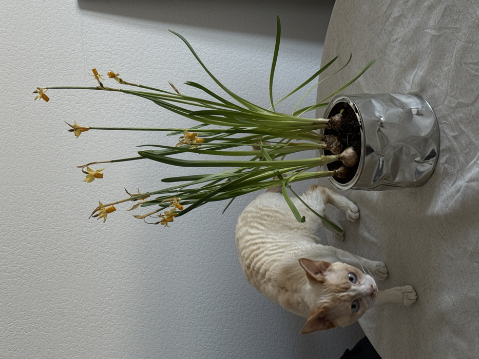 This image captures an indoor scene in a residence in Moscow, Russia. A cream-colored cat with short, curly fur, faint ginger tabby markings, and blue eyes is positioned on the left, advancing on a light-colored, textured tablecloth. To its right, a silver-colored, crumpled metallic pot holds a plant with visible bulbs, green foliage, and multiple small, yellow-orange Narcissus-type flowers, some showing signs of wilting. The background consists of a plain, light-colored textured wall.
