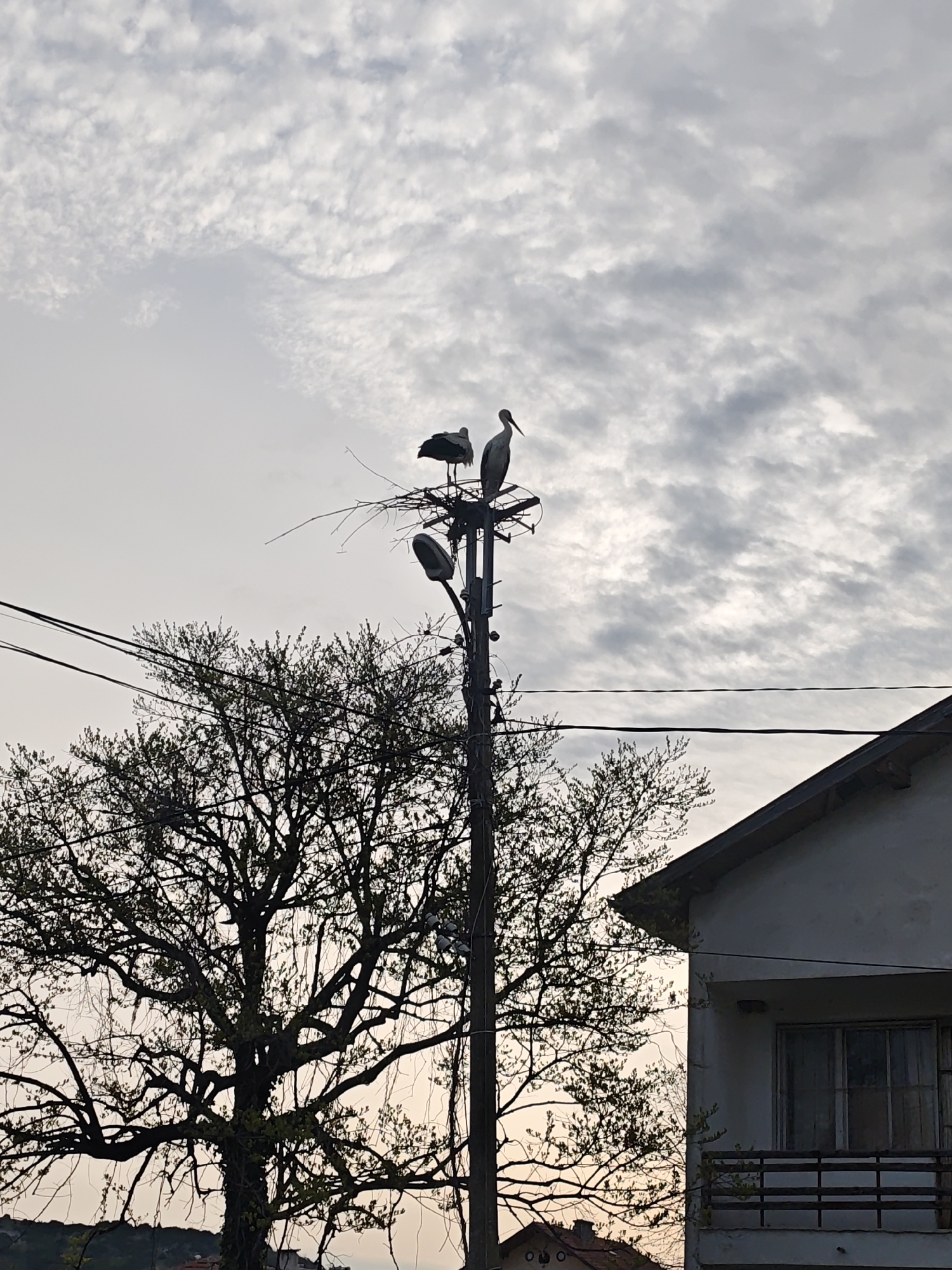 Two storks perch atop a utility pole equipped with a street light and a nest. The setting appears to be a residential area in the city of Unknown, Unknown. Beneath the pole, a tree with budding leaves obscures the view of buildings in the distance. Adjacent to the pole is a two-story building with a visible balcony and a partially seen window. The sky is overcast with textured clouds. Power lines are visible extending from the pole.