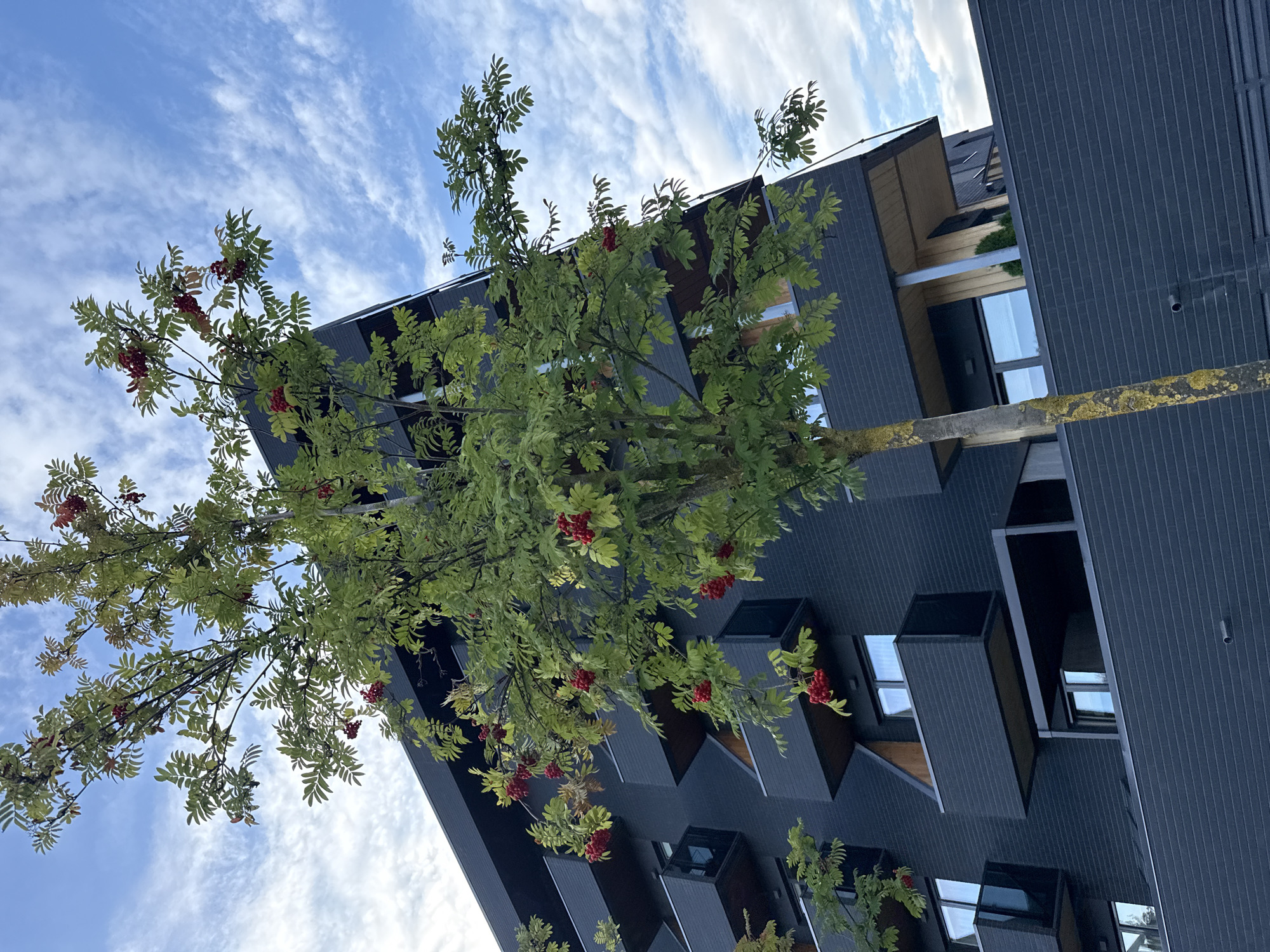 This is a low-angle, eye-level, outdoor, daytime shot of a rowan tree with red berries in front of a dark, modern building. The tree is in the foreground, and its branches with green leaves and clusters of red berries extend upwards and to the right. The building behind it has a dark, textured facade and features multiple balconies that are recessed and have glass railings. The building's architecture is angular, with a sharp upward slant on the right side of the frame. The sky is blue with scattered white clouds, and the lighting suggests it is a partly cloudy day. The scene appears to be an urban environment, possibly a residential complex. Without additional information, the specific location in Tallinn, Estonia cannot be determined. There are no people or animals visible in the image.