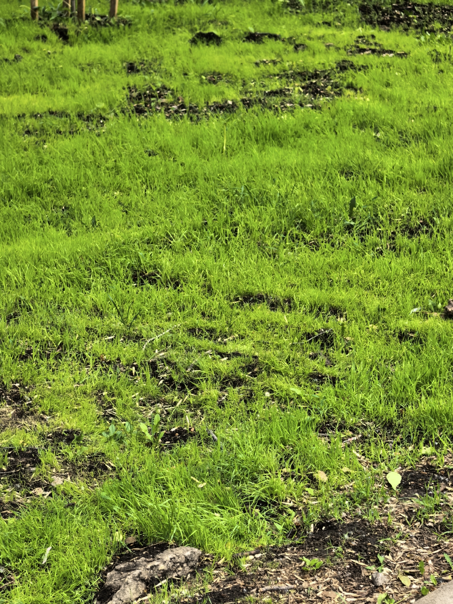 The image shows a patch of green grass interspersed with bare soil and organic debris like fallen leaves and twigs. The grass is lush and appears well-watered. In the upper left corner, there are vertical wooden stakes or small tree trunks. The ground shows evidence of varying grass density, with some areas having sparse or no grass cover. The environment suggests a park or open green space. There is no evidence of this being in Sterlitamak, Russia.