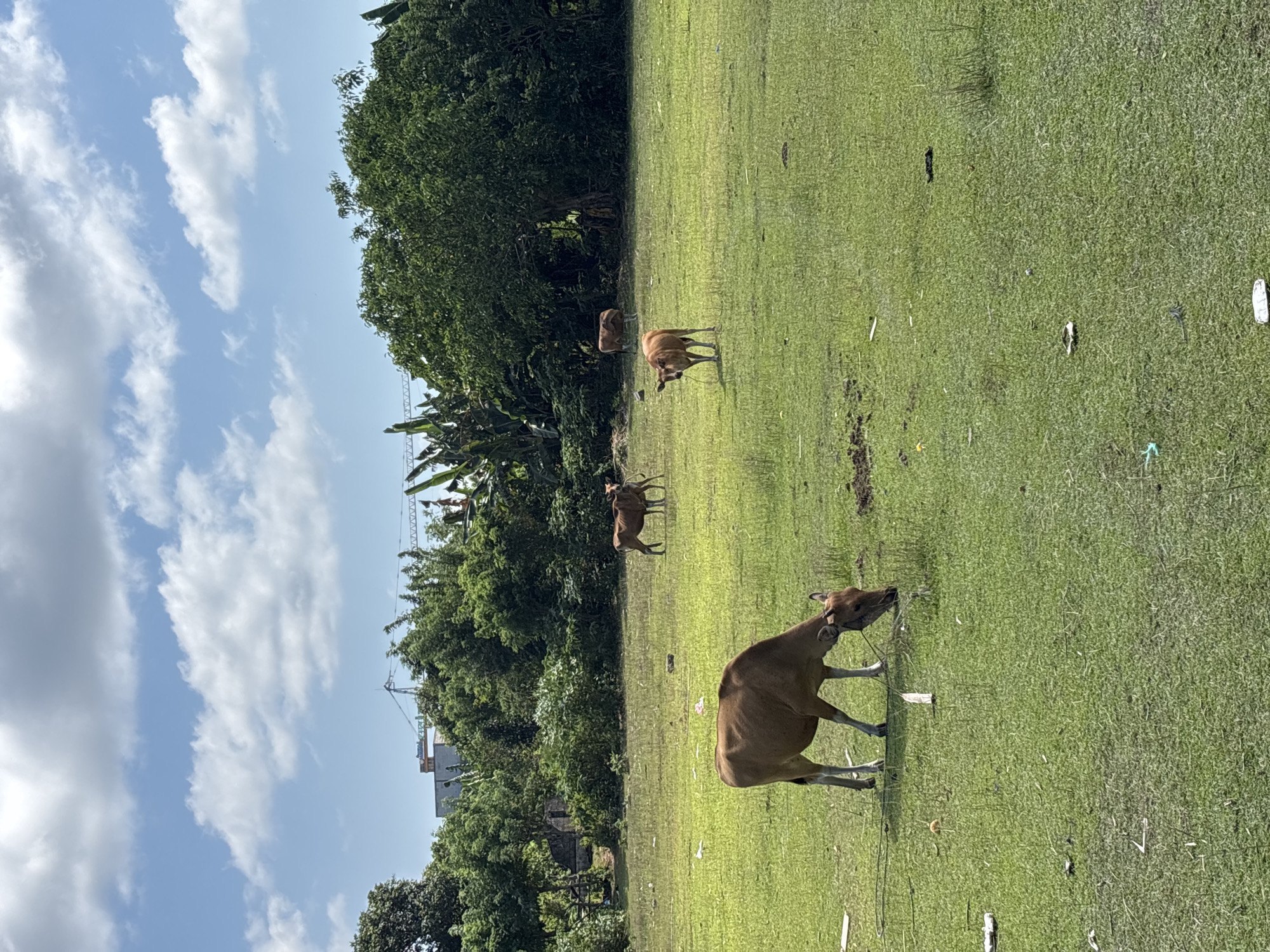The image displays an outdoor scene in Kuta Selatan, Indonesia, featuring a green grassy field under a bright sky. The primary subjects are three brown cows. One cow is prominently in the foreground on the right, with its head lowered, appearing to graze the grass. It has a rope or tether around its head. Another cow stands further back in the mid-ground towards the left, while a third cow is visible deeper in the field near the treeline.
The activity taking place is the cows grazing or standing leisurely in the expansive field.
Notable details include the time of day, which is bright daylight, indicated by the strong illumination and visible shadows. The weather is clear and sunny, with scattered white clouds across a blue sky. A dense line of green, tropical trees forms the background, suggesting a natural boundary. Above the treeline, hints of man-made structures, possibly a construction crane or scaffolding, and part of a building, are visible in the distance, indicating proximity to development. The grass in the field appears somewhat wild, with occasional patches of sparser growth and some scattered debris. There is no visible text in the image.