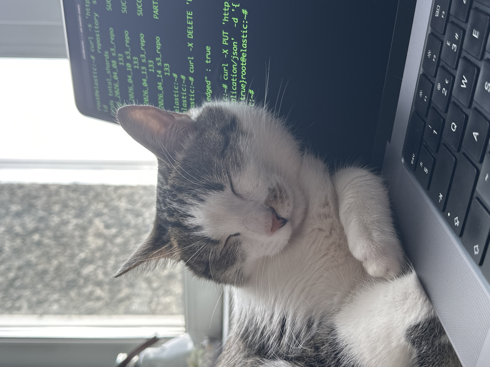 A gray and white tabby cat is asleep on a silver laptop. The laptop screen displays command-line code. The keyboard is visible to the right of the cat. Behind the laptop, a blurred window provides natural light.