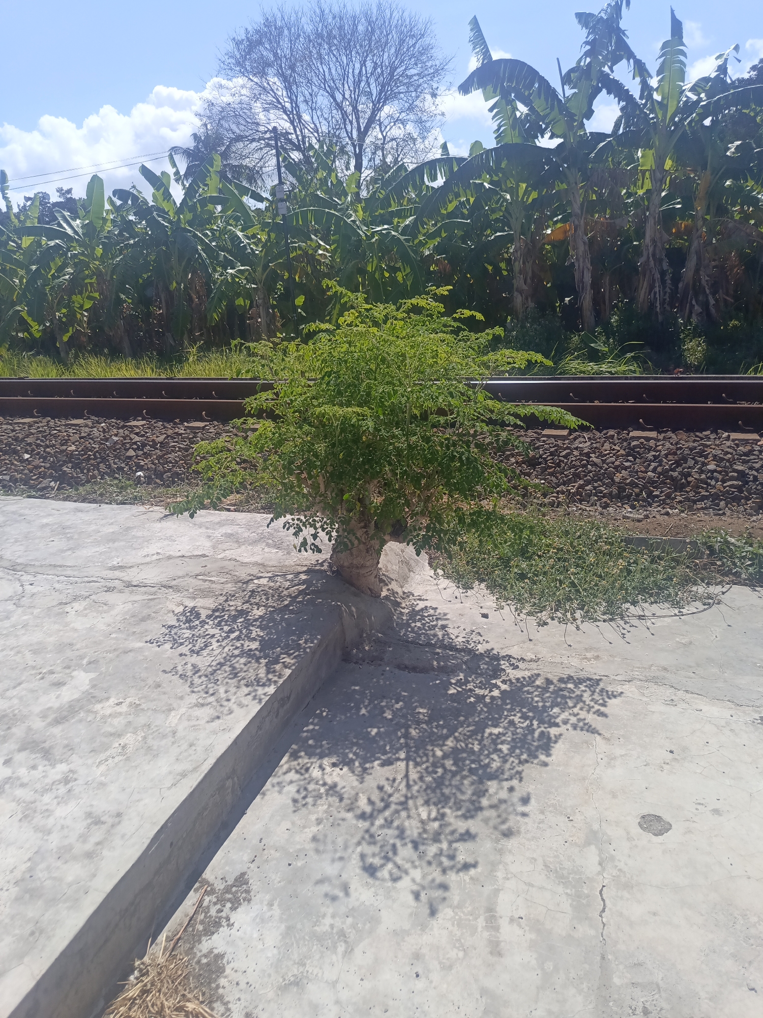 In Desa Gunungsimping, Indonesia, a small, leafy tree with a thick trunk grows from a concrete surface next to a set of railroad tracks. The tracks are laid on a bed of dark gravel and run horizontally across the middle ground of the image. Behind the tracks, a dense grove of banana trees creates a vibrant green backdrop, their large leaves contrasting with the bright blue sky and scattered white clouds above. The concrete surface in the foreground is textured and shows signs of wear, with a raised concrete border running along the left side of the frame. The tree casts a distinct shadow on the concrete, dappled by its leaves, adding a sense of depth and suggesting a bright, sunny day. The overall scene depicts a natural element, a tree, asserting its presence in an urban or semi-urban environment marked by infrastructure.