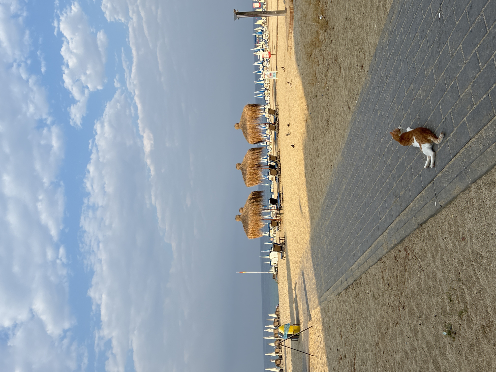 A ginger and white cat is lounging on a paved pathway on a sandy beach. The pathway extends diagonally from the bottom right corner of the frame towards the middle ground. In the background, there are rows of empty beach chairs and thatched umbrellas. The sea is visible beyond the beach, with a clear sky and scattered clouds above. A flagpole with a red and yellow flag stands near the water. The location is the beach in Alanya, Turkey.