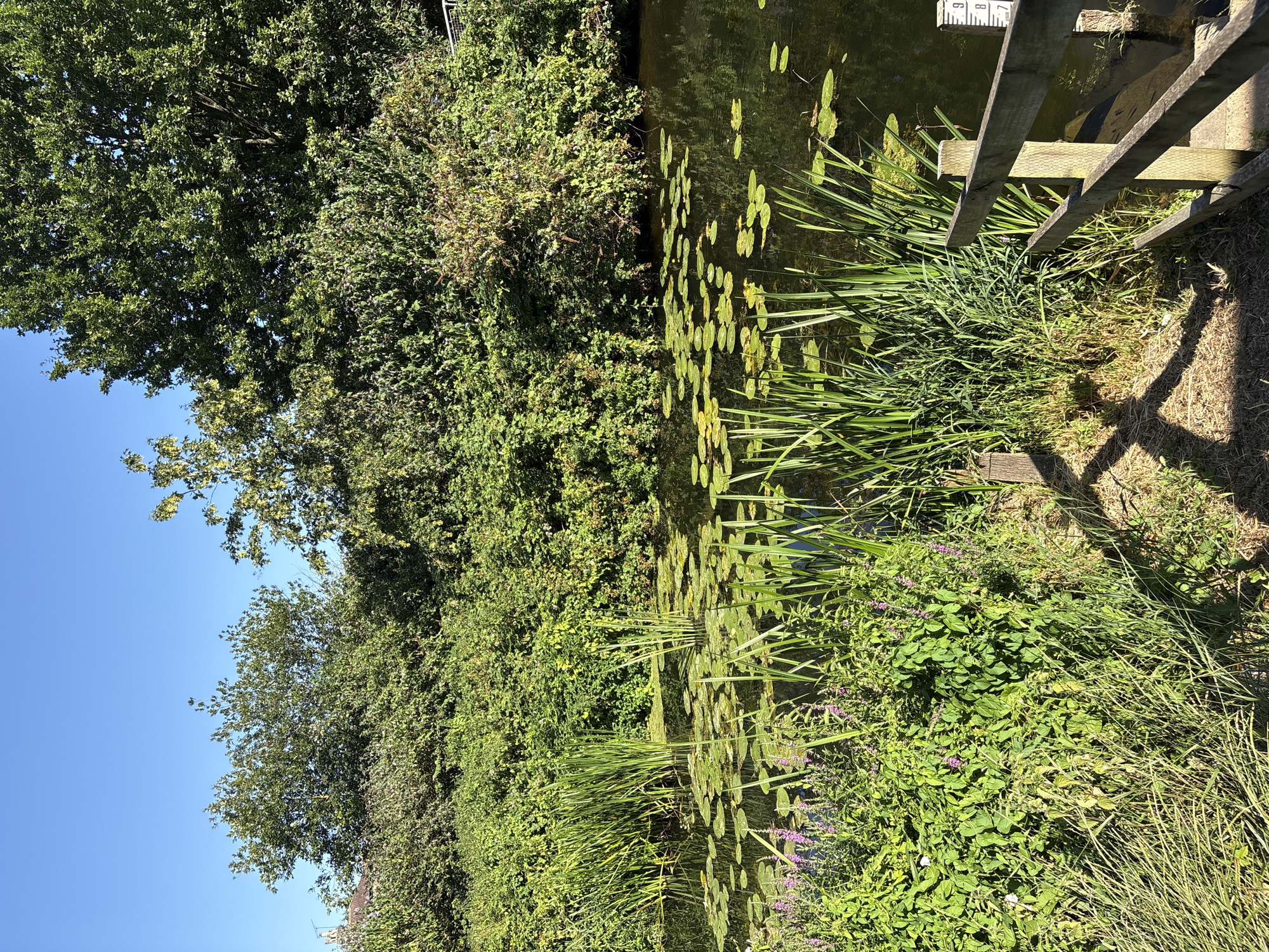 The image shows a canal with lush green vegetation and lily pads floating on the surface. Tall reeds grow along the bank, interspersed with smaller plants and purple flowers. A wooden fence runs along the right side of the canal, leading down to the water. In the background, dense trees form a natural backdrop, with a clear blue sky above. A water level marker is visible on the right side of the canal, indicating measurements from 8 to 9. The scene appears to be a peaceful natural setting within a city, likely an urban park or waterway. Given the context of Chelmsford, United Kingdom, this could be a section of the River Chelmer or one of its tributaries, or possibly a canal within a park.