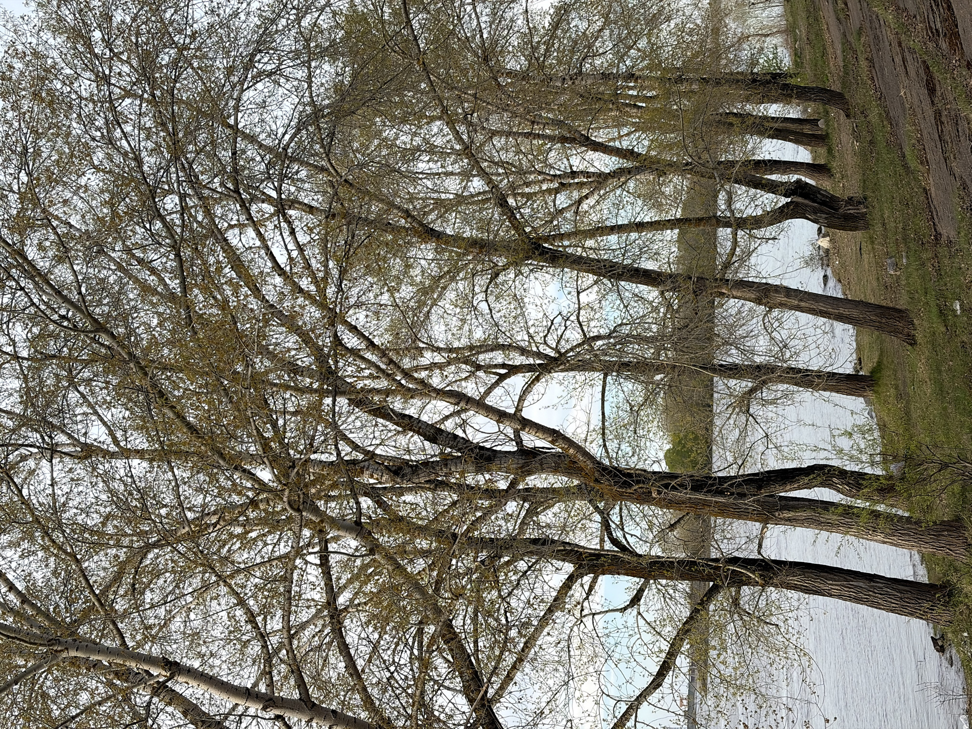 The image shows a row of trees along a body of water, likely a river or lake, in Chaikovsky, Russia. The trees are mostly bare, with only a few small leaves emerging. The water is calm and reflects the sky. There is grass and a dirt path on the right side of the image. The trees are bare and in close proximity to the body of water. The sky is visible through the branches of the trees.