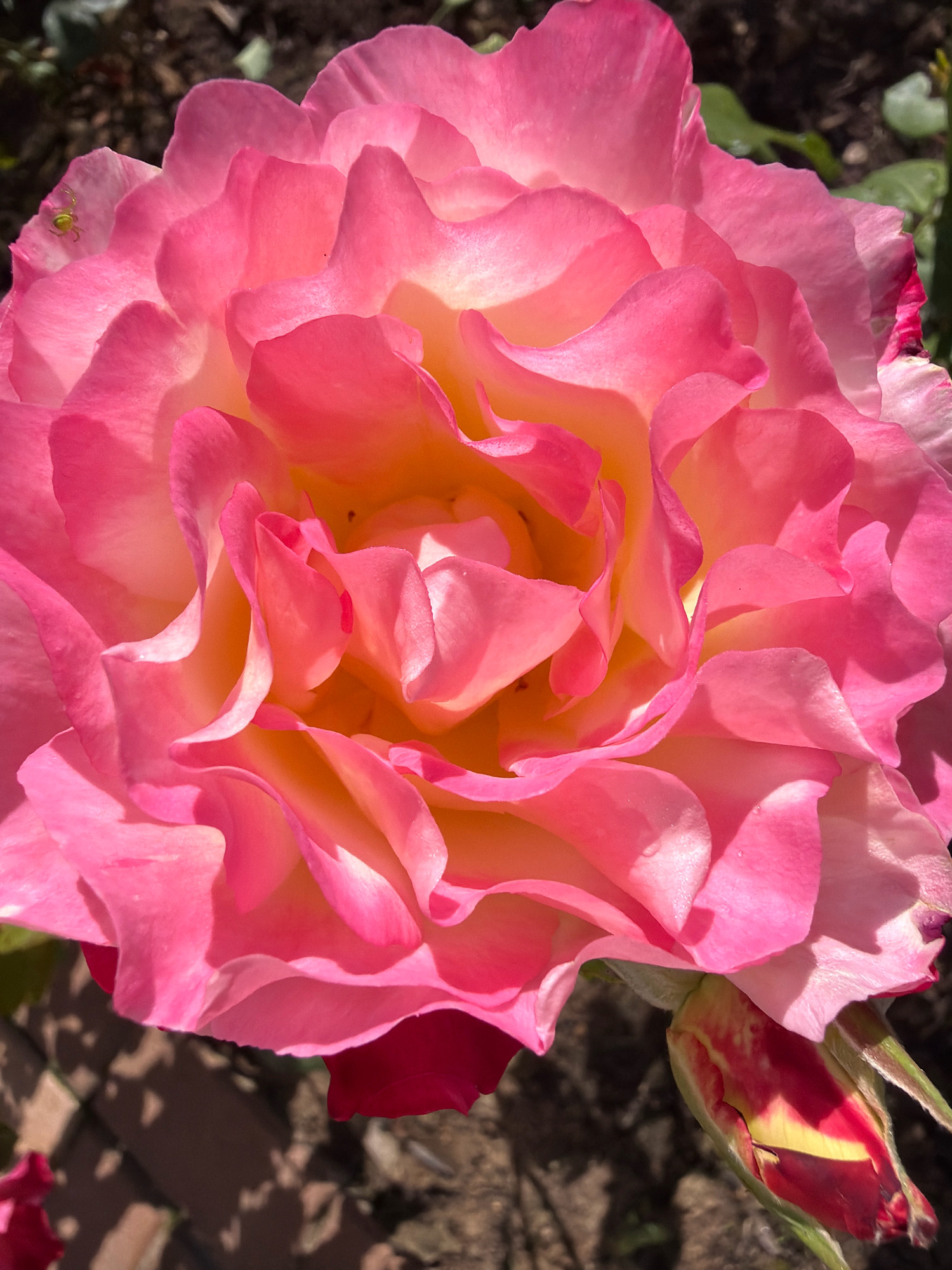 A close-up, overhead shot captures a vibrant pink and yellow rose in full bloom, its petals unfurling in a spiral. The rose is positioned in the foreground, with a small, green spider visible on one of the petals towards the upper left. In the lower right corner, a rosebud, striped with red and yellow, is beginning to open. The background consists of dark soil and hints of green foliage, suggesting an outdoor garden setting. The lighting is bright, casting shadows from the rose petals onto the ground. The location is the city of Курово, Russia.