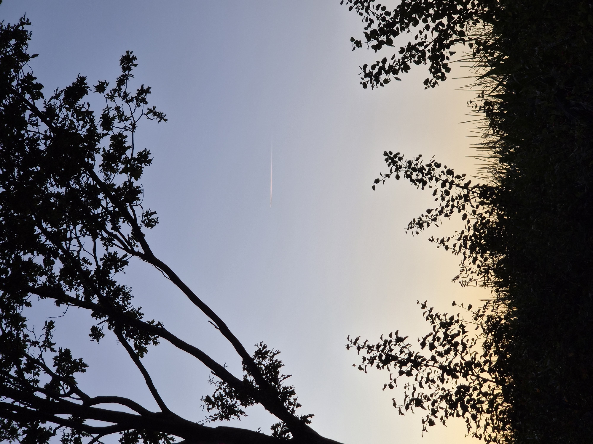 The image depicts a serene natural scene at dusk or dawn, likely in Schiffdorf, Germany, given the context. The foreground is dominated by the dark silhouettes of various plants and grasses, creating a stark contrast against the softly lit sky. A large tree, also in silhouette, occupies the upper left portion of the frame, its branches reaching upwards and outwards. The sky transitions from a pale yellow-orange near the horizon to a pale blue at the top, indicating the time of day. A faint contrail from an airplane stretches horizontally across the upper portion of the sky, suggesting human activity in the distant atmosphere. No people or specific man-made objects are visible in the immediate scene, reinforcing the impression of a quiet, natural environment.