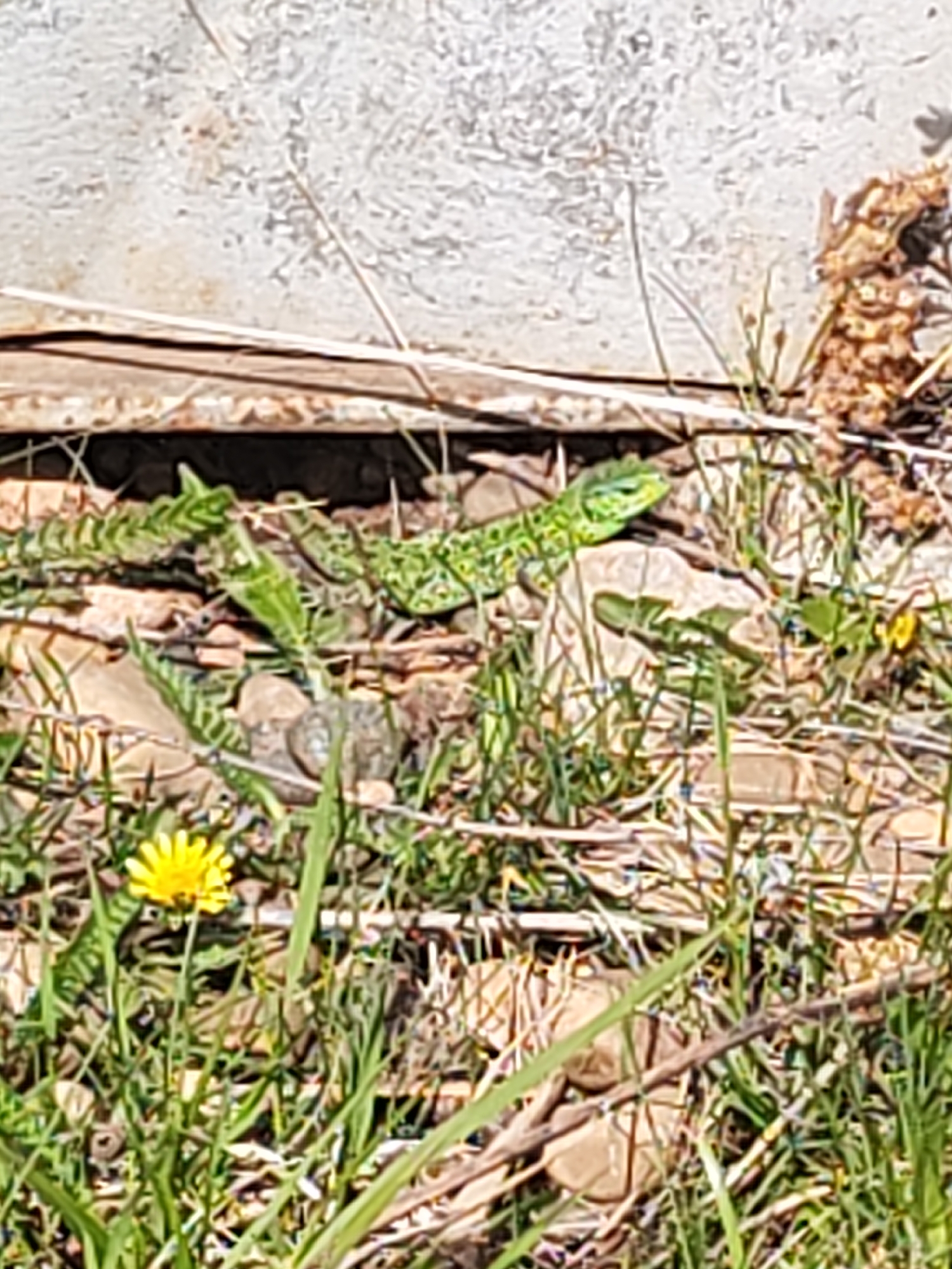 The image shows a European green lizard (Lacerta viridis) camouflaged among rocks, grass, and dry vegetation. A yellow dandelion flower is visible in the lower left foreground. The lizard is positioned near a concrete structure, likely a wall or foundation. The setting appears to be outdoors in a natural, possibly somewhat neglected, environment. It is not possible to confirm the location in Blagodat', Russia based solely on the image.