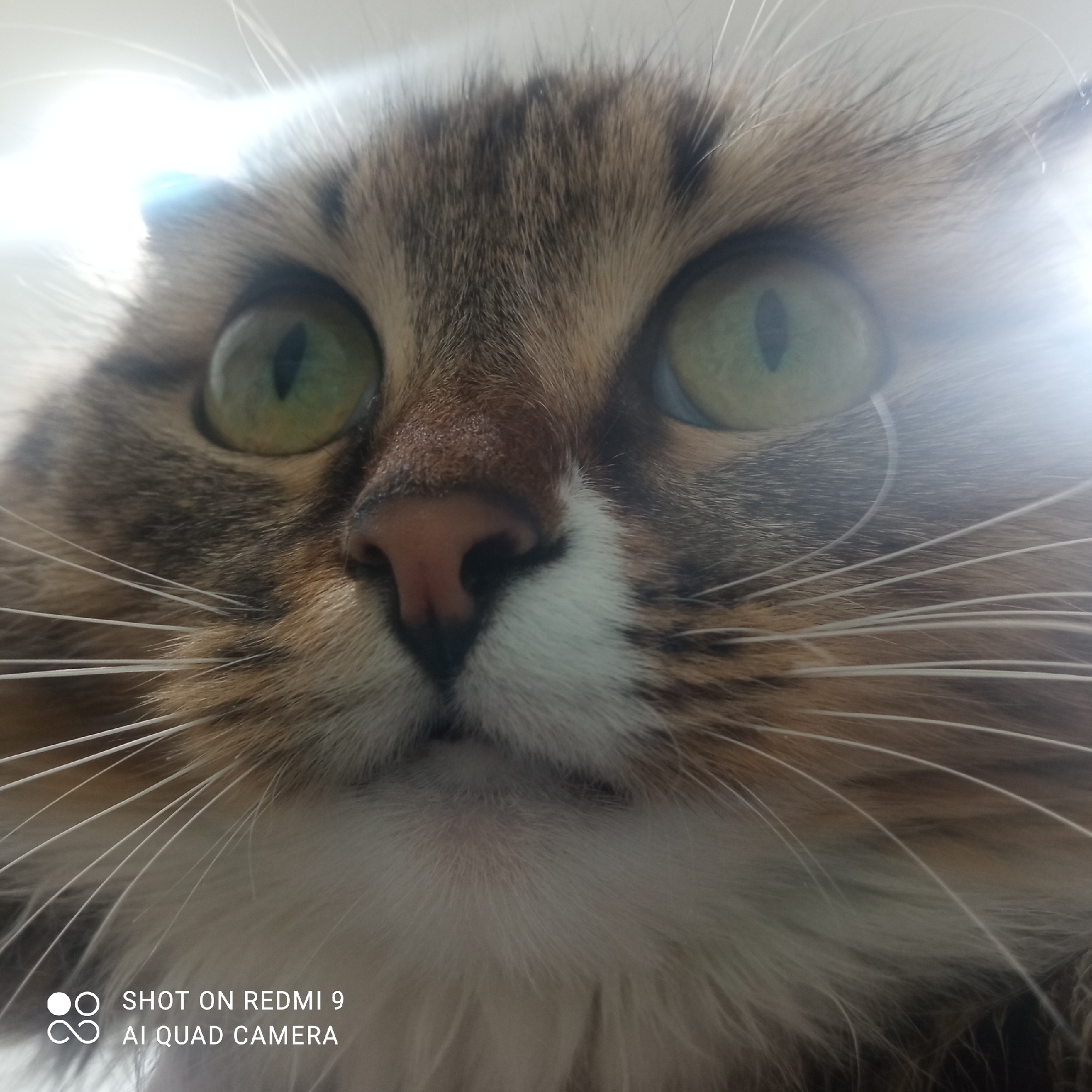 A close-up, low-angle portrait shot features the face of a fluffy, long-haired domestic cat. The cat has striking green eyes with vertical pupils, which appear wide and alert, looking upwards and slightly past the camera. Its fur displays a mix of brown, black, and white tabby markings, with a prominent pink nose and long, white whiskers fanning out from its muzzle. The left side of the cat's face is illuminated by a bright, possibly artificial, light source or sunlight, causing a strong glare on the right side of the image and reflecting in its eyes. The background is a soft, bright blur, suggesting an indoor setting in Chaikovsky, Russia. In the bottom left corner, white text reads "SHOT ON REDMI 9" and "AI QUAD CAMERA", indicating the device used to capture the image. The cat's expression suggests curiosity or surprise, capturing a moment of direct interaction.