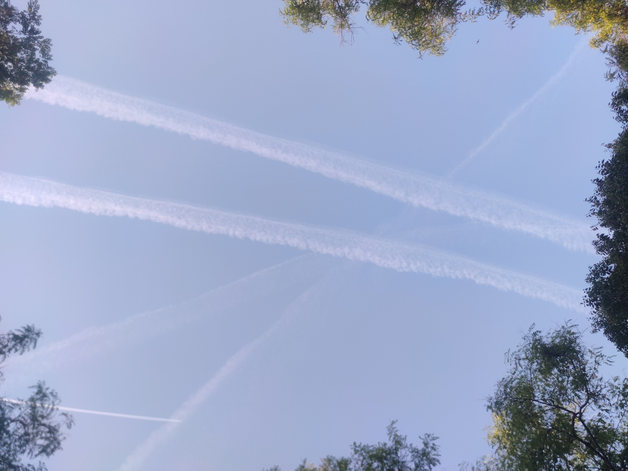 The image shows a view of the sky framed by tree branches at the top and sides. The sky is light blue and contains multiple contrails from airplanes, appearing as white lines crisscrossing the scene. The tree branches are green and leafy. The location is unknown.