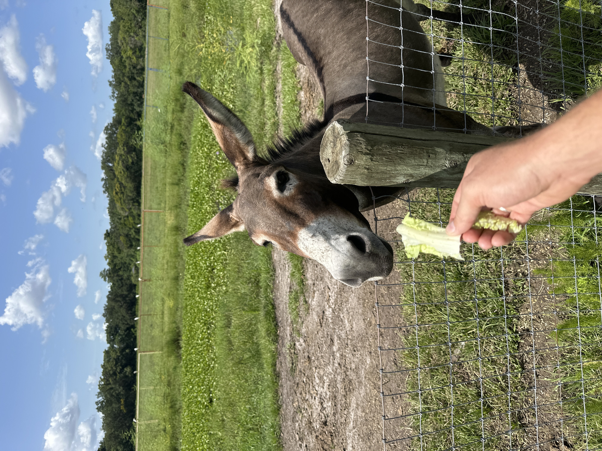 A donkey stands behind a wire fence, looking at a hand holding a piece of lettuce. The donkey is facing the viewer, its head tilted slightly. It has brown and white fur, long ears, and dark eyes. The hand holding the lettuce is a person's right hand, and the lettuce appears to be a piece of Romaine lettuce. The background is a grassy field with trees and a fence in the distance. The sky is blue with white clouds. The scene appears to be outdoors, possibly at a farm or zoo. The location is the city of Kissimmee, United States.
