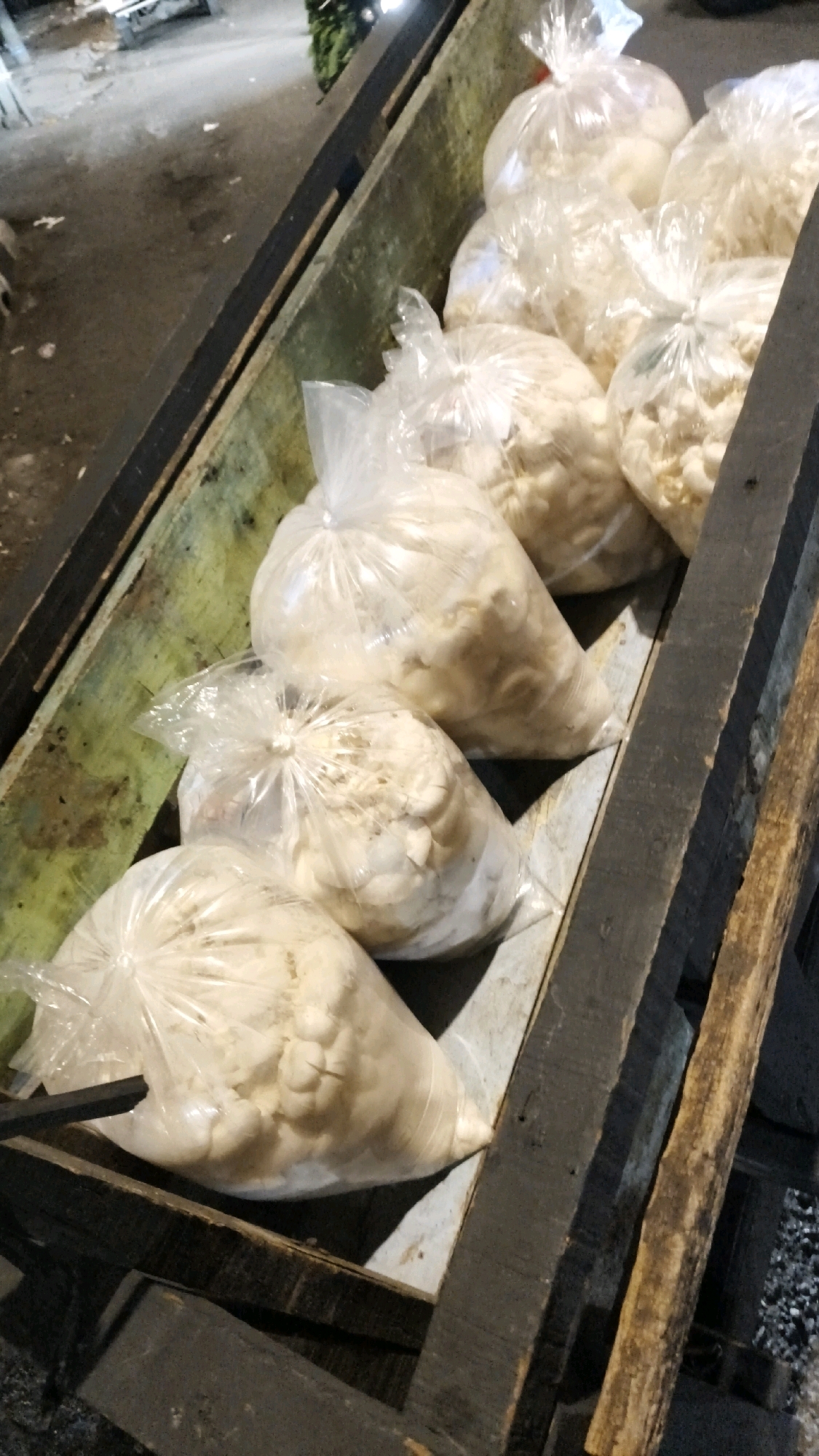 In the city of South Jakarta, Indonesia, a long wooden trough contains multiple clear plastic bags filled with a light-colored, fluffy material. The trough is angled, with the foreground appearing closer and the background further away. The material inside the bags resembles dried or puffed snacks, possibly kerupuk or similar Indonesian fried crackers, given its texture and typical packaging. Some bags appear larger and fuller than others. The trough itself is weathered, with green and yellow paint peeling off its interior. Dark, aged wooden planks form the outer structure of the trough, with one plank showing a rough, natural wood texture. The ground surrounding the trough is dark and appears to be a mix of pavement and dirt, with some scattered debris. In the background, out of focus, elements of a street scene are visible, including what appears to be a vehicle or structure, and possibly some foliage. The lighting suggests it might be evening or night, with ambient light illuminating the scene.
