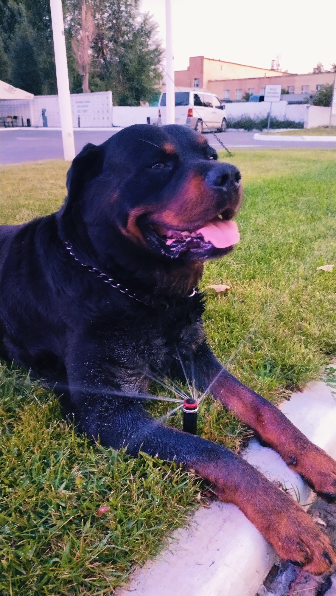 In Horishni Plavni, Ukraine, a Rottweiler is lying on a patch of green grass with a sprinkler spraying water on its body. The dog has a black coat with tan markings and is wearing a silver chain collar. Its mouth is open and its tongue is visible. In the background, there is a street with a white van and a building. The sky is overcast.