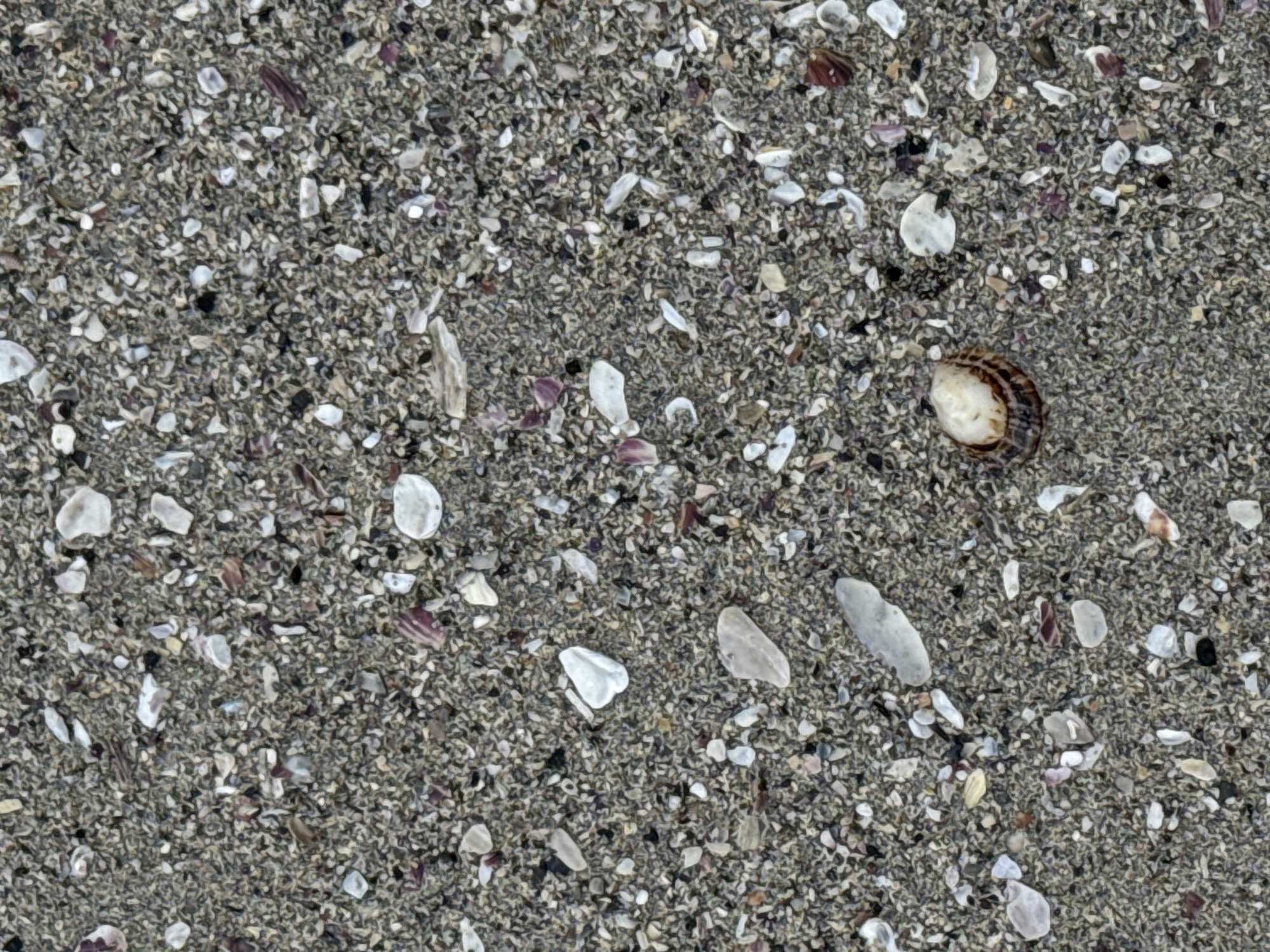 The image shows a close-up view of a sandy surface, likely on a beach. The sand is a mix of grey and tan colors, interspersed with numerous fragments of seashells. The shell fragments vary in size, shape, and color, with white, tan, and purple hues visible. One whole shell is present on the beach. The location is in the city of Unknown, Unknown.