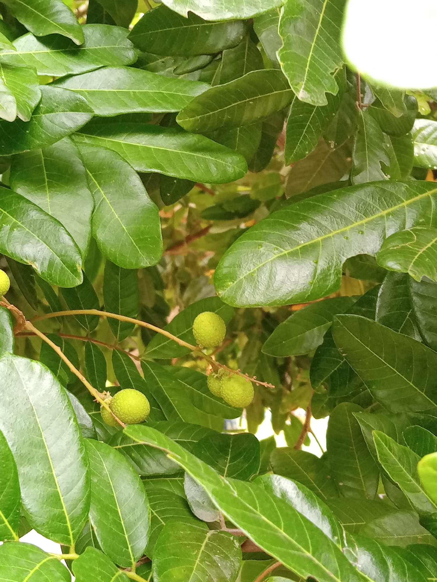 The image shows a close-up view of a tree with lush green leaves and several small, round, green fruits hanging from branches. The fruits appear to be in clusters, with some individual fruits visible. The leaves are oval-shaped with prominent veins and have a slightly glossy appearance. The background is a blur of green, suggesting more foliage and possibly the sky. The overall impression is a natural, outdoor setting, likely a garden or a park. The image does not contain any people or discernible human activity. No information is provided regarding the specific location within Julicotmeurak, Indonesia.