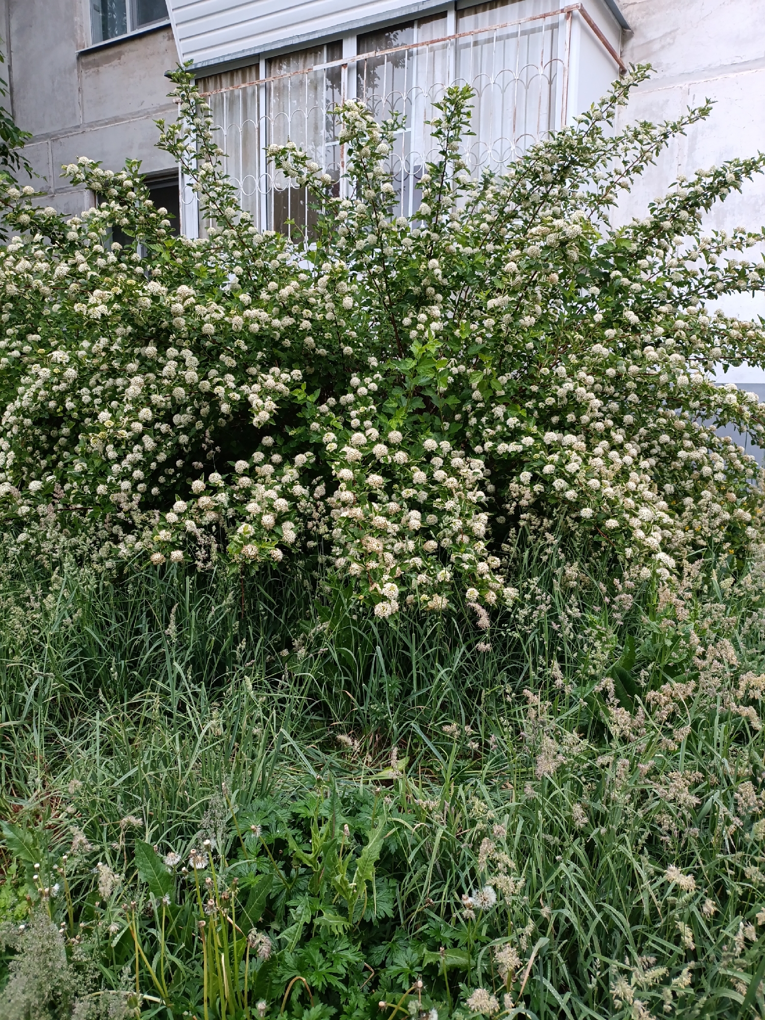 A dense, vibrant green bush, heavily laden with countless small, spherical white flower clusters, dominates the midground of the image. Its branches extend in all directions, creating a bushy, full appearance. Below the flowering bush, the foreground is covered by a thick, overgrown expanse of tall green grass and various wild plants, including some with fluffy, spent seed heads similar to dandelions, and other broad-leaved weeds.
In the background, partially obscured by the bush, stands a portion of a residential building. Its wall is a light, neutral color, possibly concrete or stucco. A window with a decorative white metal security grille is visible, alongside another window to its left. Above these, a white horizontal siding panel suggests a balcony or a part of the building's upper structure.
The scene is captured in soft, diffused daylight, indicating an overcast sky or perhaps early morning/late afternoon, as there are no harsh shadows. The lushness of the vegetation, including apparent moisture on some leaves and grass, suggests a damp environment or recent rainfall. No people are present, and no specific activity is taking place. There is no visible text in the image. The architectural style hints at an urban or suburban setting, consistent with a location such as Chaikovsky, Russia.