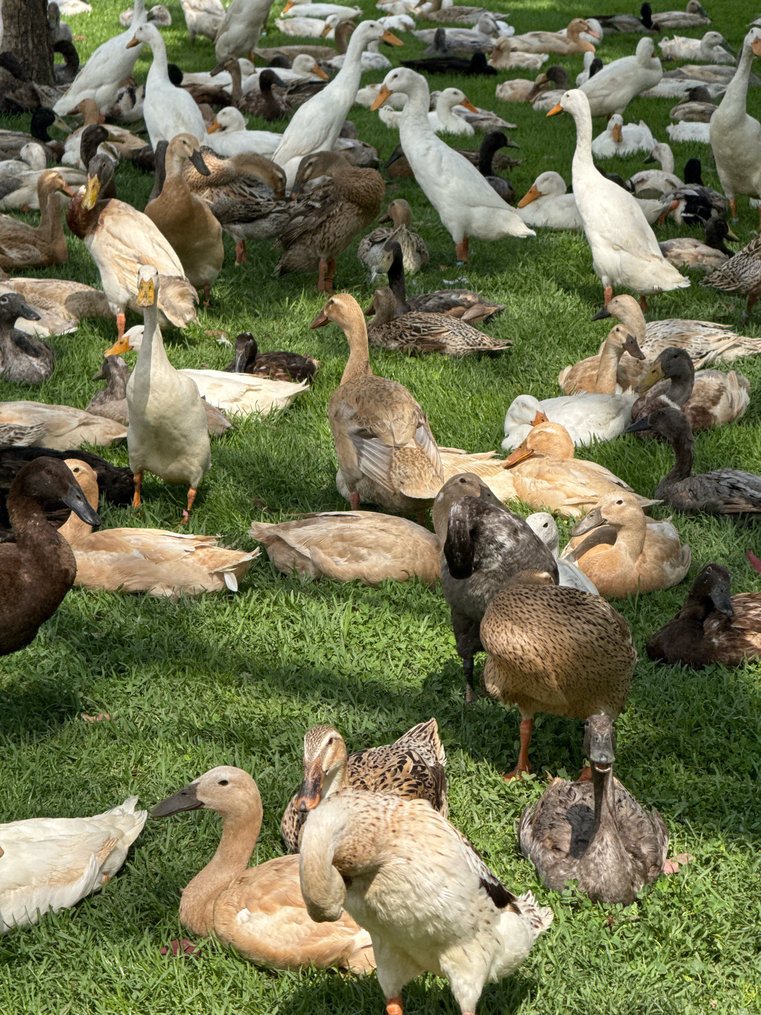 The image depicts a large group of ducks of various breeds and colors gathered on a sunlit, grassy area. The ducks are mostly light-colored, brown, and black, with some exhibiting mixed patterns. Many are standing or lying down on the grass, some are interacting with each other, and others appear to be resting. The environment is lush green grass, suggesting an outdoor setting, possibly a park or a rural area. There are no people visible in the image. The location is not Macassar, South Africa; the image's metadata indicates it was taken in North Carolina, United States.