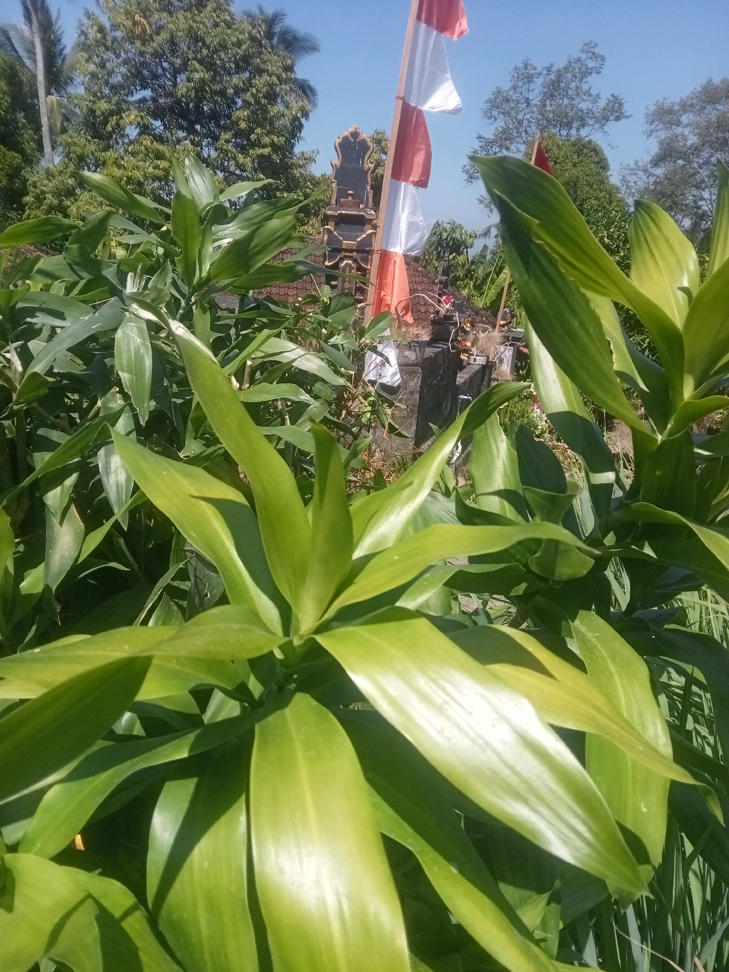 The image shows a close-up view of lush green foliage in the foreground, with a backdrop of trees and a clear blue sky. In the middle ground, a traditional Indonesian temple structure is visible, adorned with red and white flags. The flags are fluttering in the breeze, and the temple appears to be made of stone and wood, with intricate carvings. The overall scene suggests an outdoor setting, possibly in a rural area or a temple complex, bathed in bright sunlight. The focus is on the vibrant green plants, which dominate the lower half of the image, with the cultural elements of the temple and flags providing context in the background.