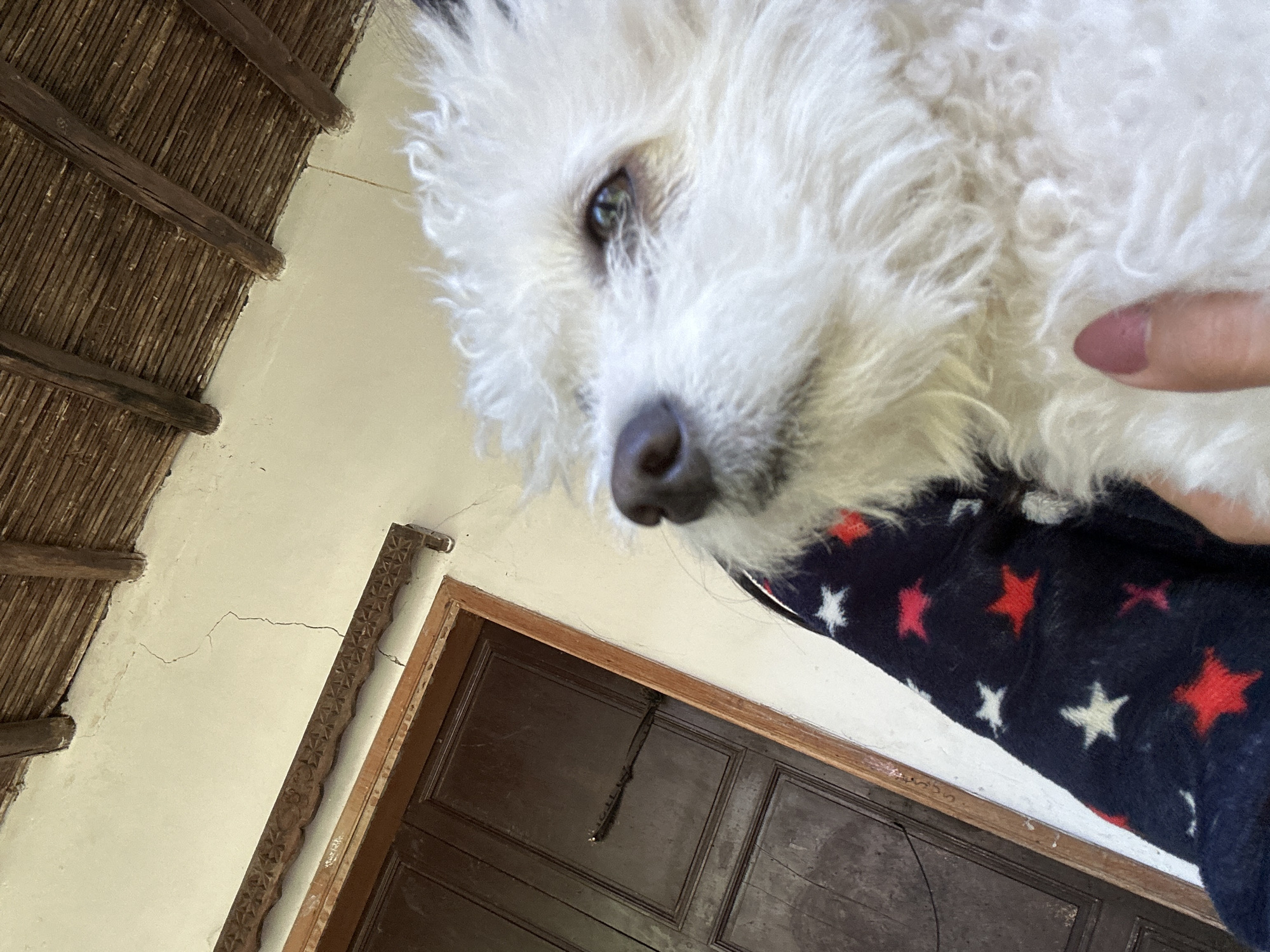 In the city of Santa Ana, Venezuela, a close-up shot captures a white poodle dog with a dark navy blue blanket adorned with red and white stars. The dog is held by a person whose hand, with a pink fingernail, is visible, gently touching the dog's fur. The background features a rustic wooden door and a textured, cream-colored wall with visible cracks. The ceiling is constructed of dark wooden beams and woven reeds, suggesting an outdoor or semi-outdoor setting. The lighting is bright and natural, casting soft shadows.