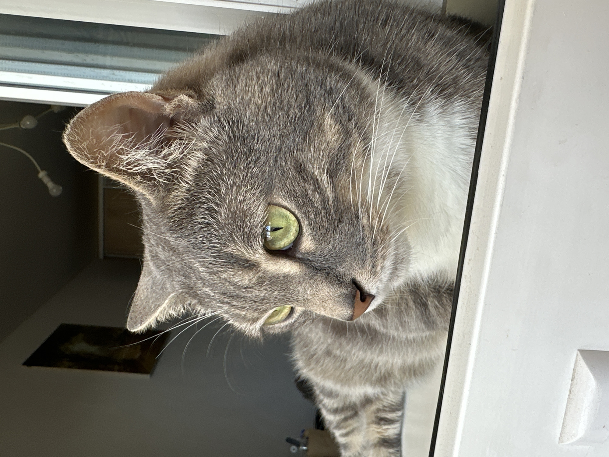 A close-up, head-and-shoulders shot shows a tabby cat with bright green eyes and white fur on its chest and muzzle, looking out of a white windowsill. The cat's fur is a mix of gray and black tabby stripes. The background is blurred, but appears to be an indoor setting with a window on the right, showing vertical blinds and some light fixtures. A framed picture hangs on the wall in the upper left corner. The cat is positioned in the center of the frame, with its head and chest filling most of the image. The windowsill is white and appears to be made of plastic or painted wood.