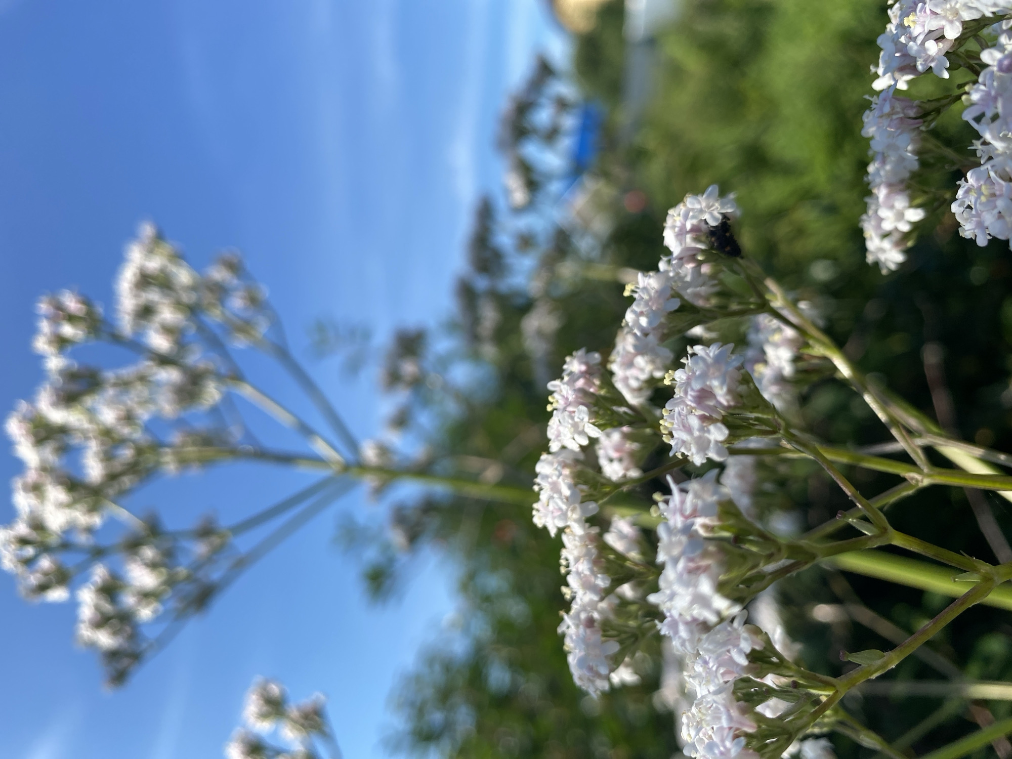 A close-up, low-angle shot captures a cluster of small white flowers with pinkish centers in the foreground. A dark insect is visible on one of the flowers. The flowers are arranged in umbels, with thin green stems. In the background, out of focus, are more flower clusters, green foliage, and a bright blue sky with wispy clouds. A building with a yellow roof is partially visible in the far background, suggesting an urban or suburban setting. The scene appears to be outdoors on a sunny day. This image was taken in Zelenodol'sk, Russia.