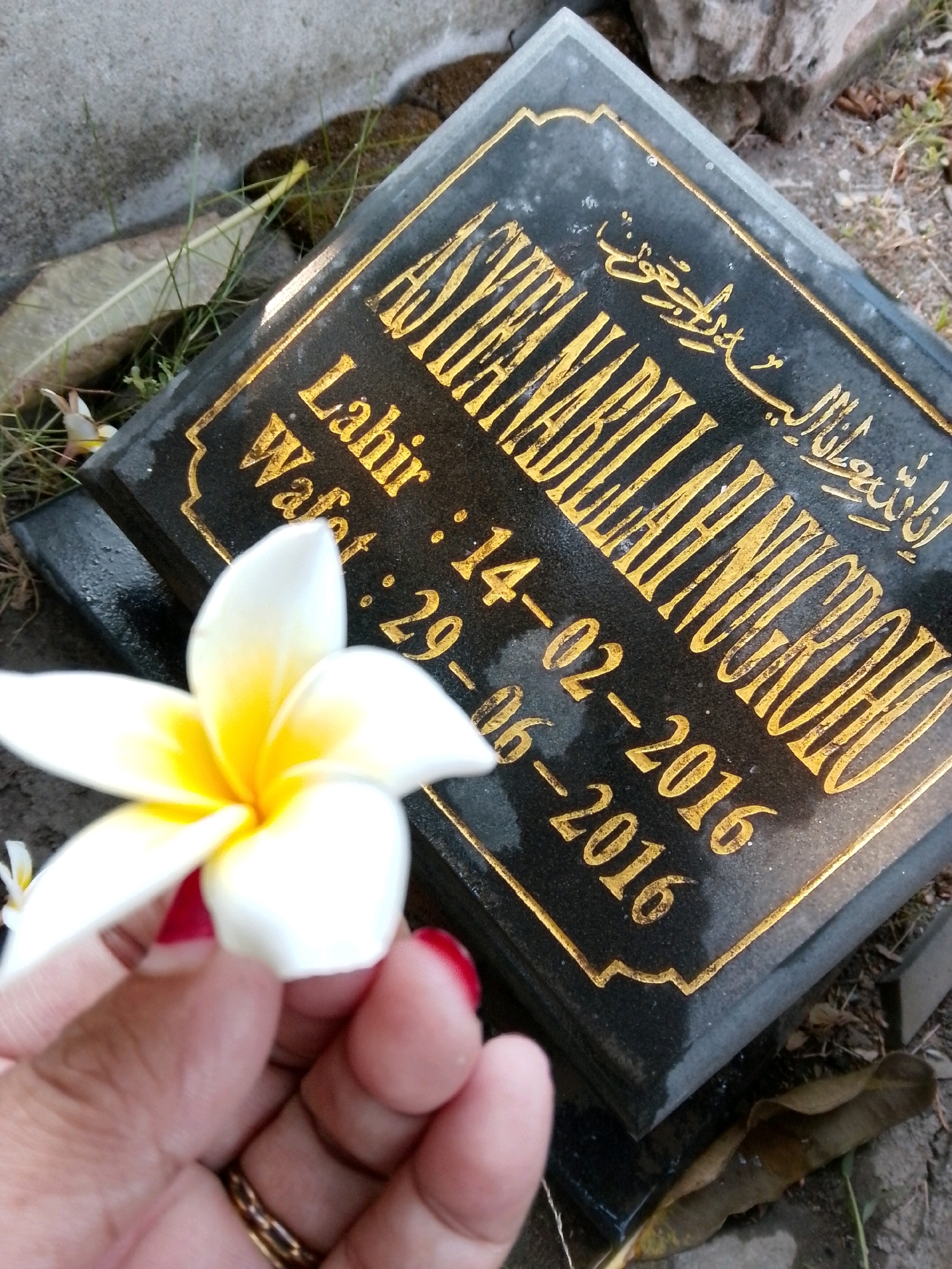 The image shows a close-up view of a gravestone with gold lettering, placed outdoors on a surface that appears to be a cemetery. In the foreground, a hand with red nail polish holds a white and yellow flower, possibly a frangipani. The gravestone is made of dark stone, possibly granite, and has decorative gold trim. The text on the gravestone is in a script that appears to be Arabic or a related language, followed by dates. Visible dates on the stone include "14-02-2016" and "29-06-2016". The background consists of grass, fallen leaves, and what appears to be a concrete or stone structure. The lighting suggests it is daytime. Without further information, it is impossible to confirm the specific location within Surabaya, Indonesia.
