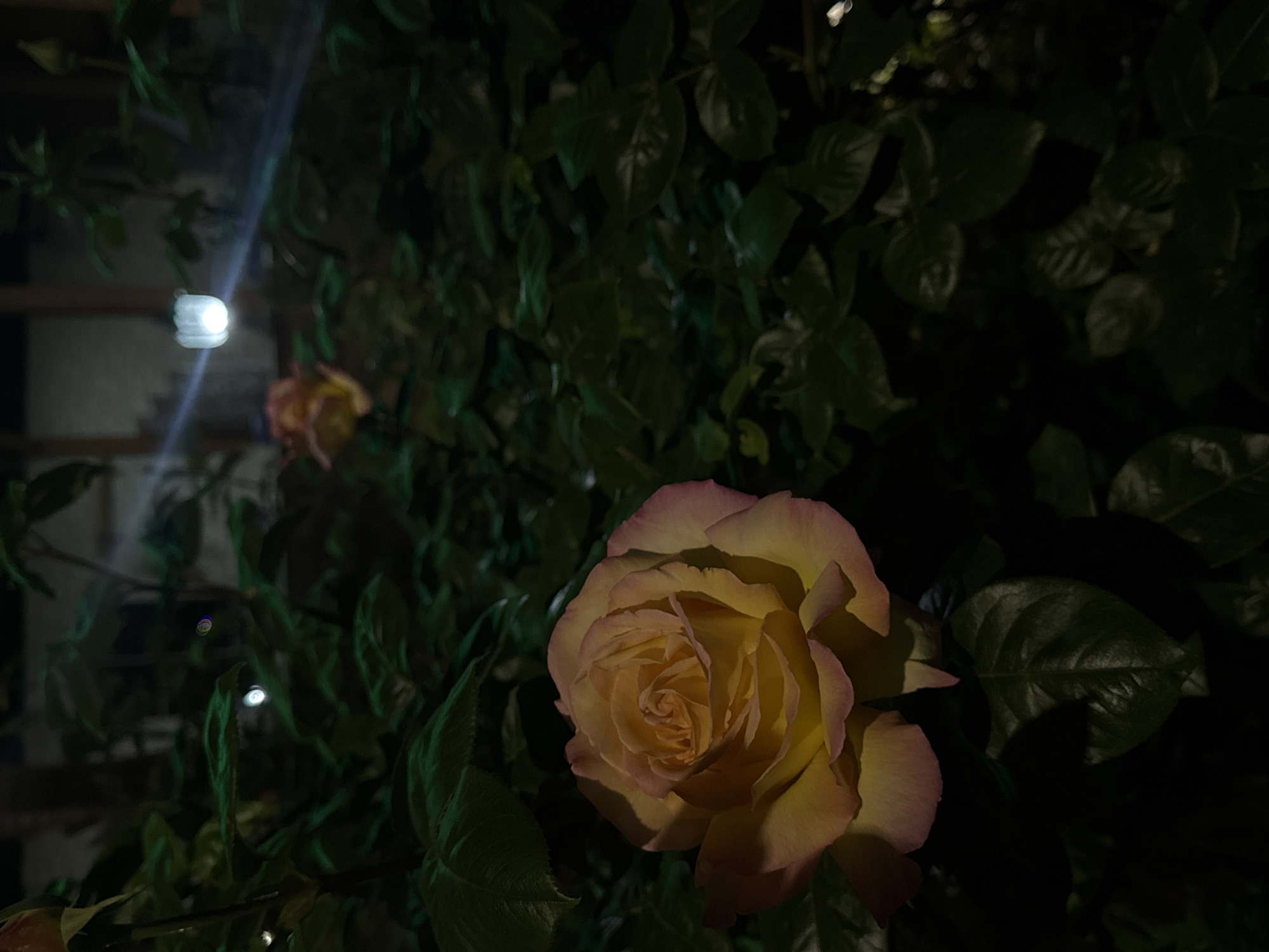 The image depicts a rose, predominantly yellow with pink edges, in a garden setting. The rose is in full bloom and is positioned in the lower center of the frame. Behind the rose, there's dense foliage of green leaves. In the background on the left, there is a blurred light source, potentially a lamp, illuminating the scene. The overall environment is dark, suggesting the photograph was taken at night. The city and its exact location cannot be determined from the image.
