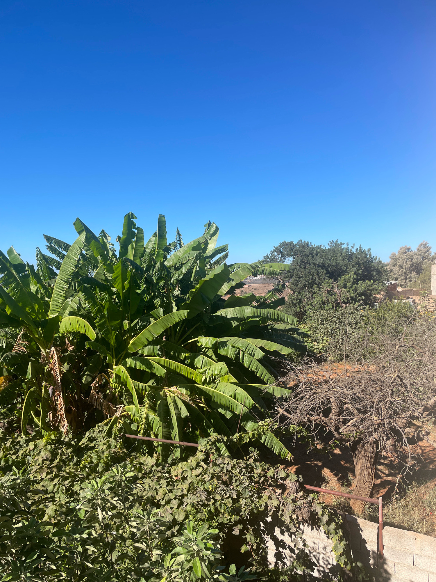 The image depicts an outdoor scene with lush vegetation against a clear blue sky. In the foreground, a dense cluster of banana trees dominates the view, their large green leaves creating a vibrant canopy. To the right of the banana trees, a dry, bare tree with intricate branches stands out, contrasting with the surrounding greenery. Further back, a variety of other trees and bushes form a layered landscape. In the distance, a settlement with buildings is visible, suggesting an urban or semi-urban environment. The lighting suggests a sunny day. The overall impression is one of natural abundance and a peaceful, sun-drenched atmosphere. Given the description of Ghazaouet, Algeria, this scene could be characteristic of the region's flora and landscape.