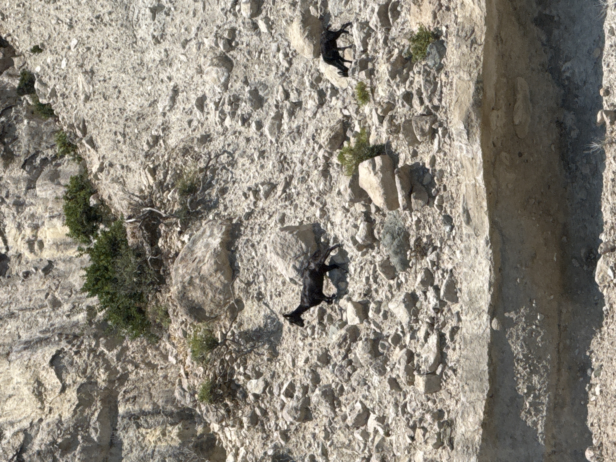 A herd of two goats is shown on a rocky, sun-drenched hillside in Kemer, Turkey. One goat, black and with short fur, is on the left of the frame, facing right with its head down. The second goat, also black and with short fur, is on the right side of the frame, facing left and grazing. The terrain is covered with a mix of light-colored rocks and sparse green vegetation. A layered rock formation with a overhang is visible in the foreground.